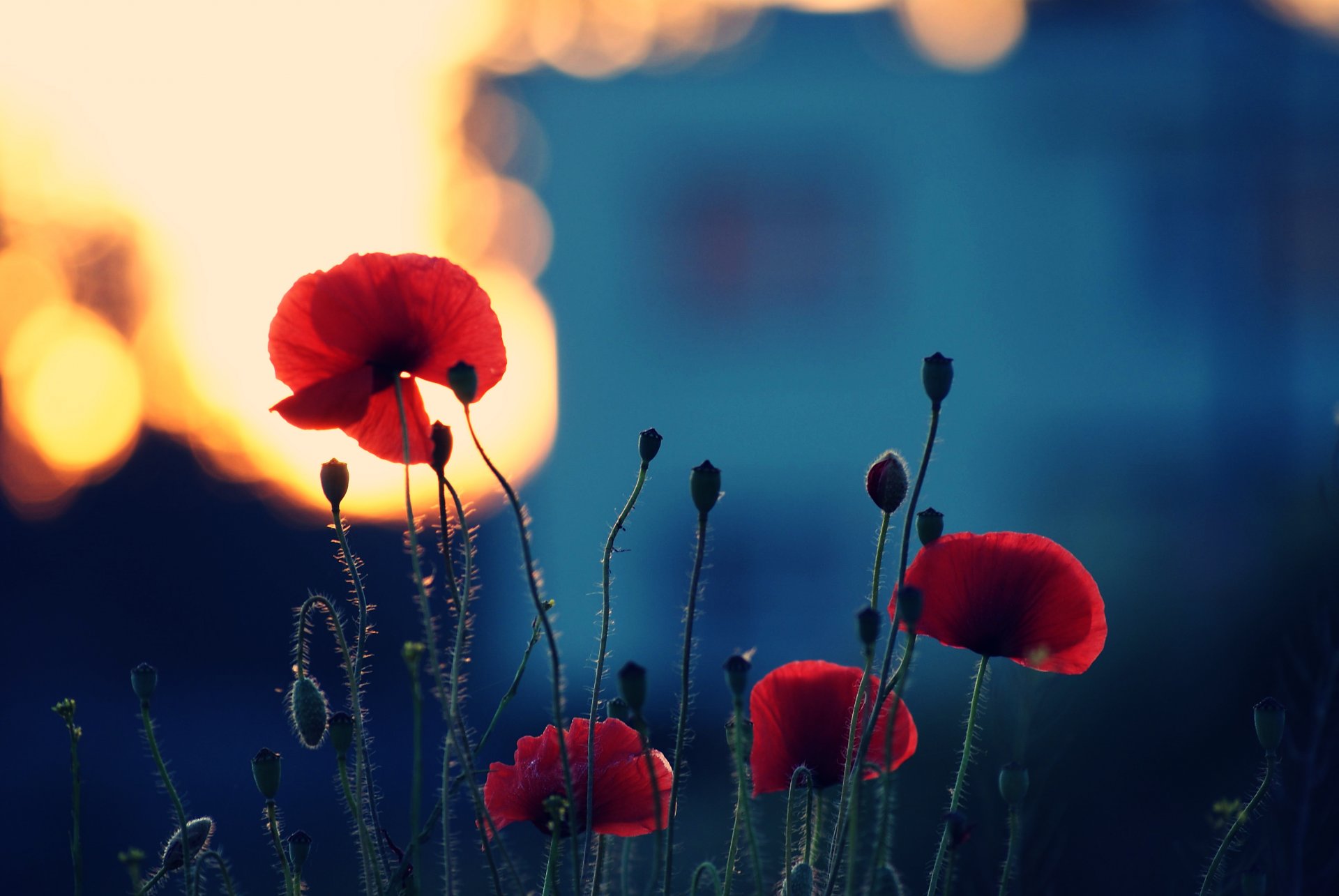 été fleurs floraison coquelicots pétales tiges plantes coucher de soleil lumière couleur soirée nature