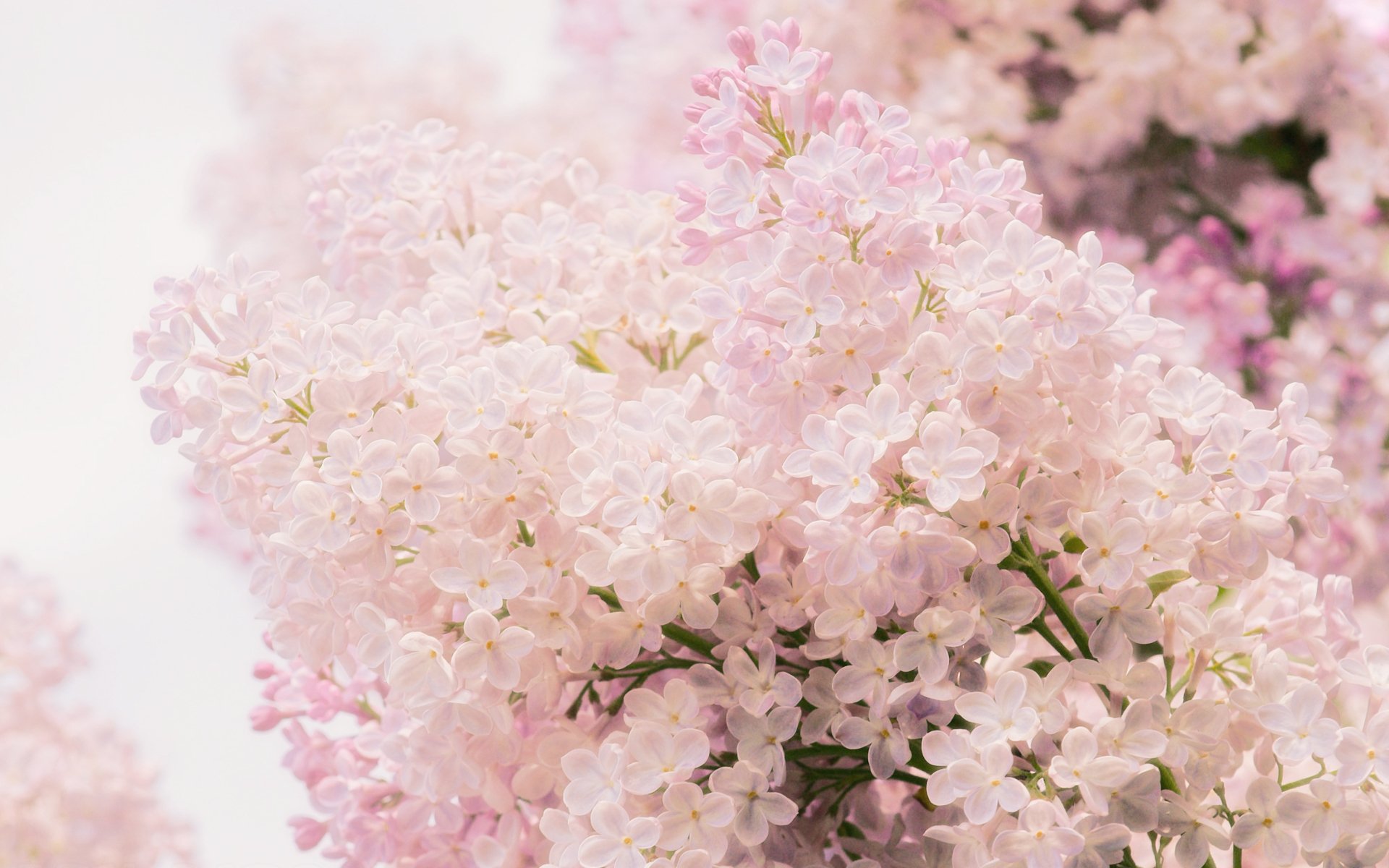 lilas rose tendresse printemps fleurs gros plan