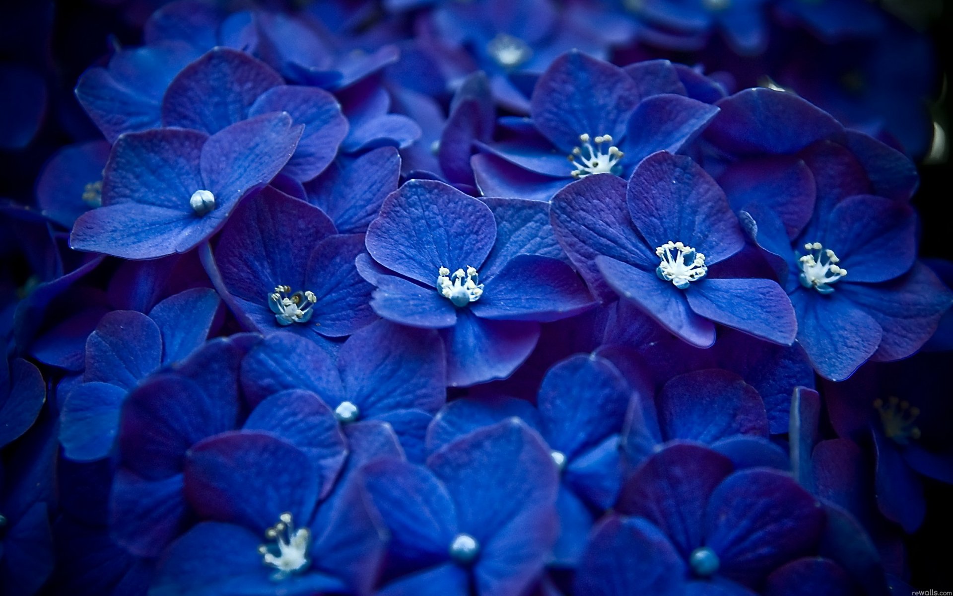 flores pétalos mucho azul macro