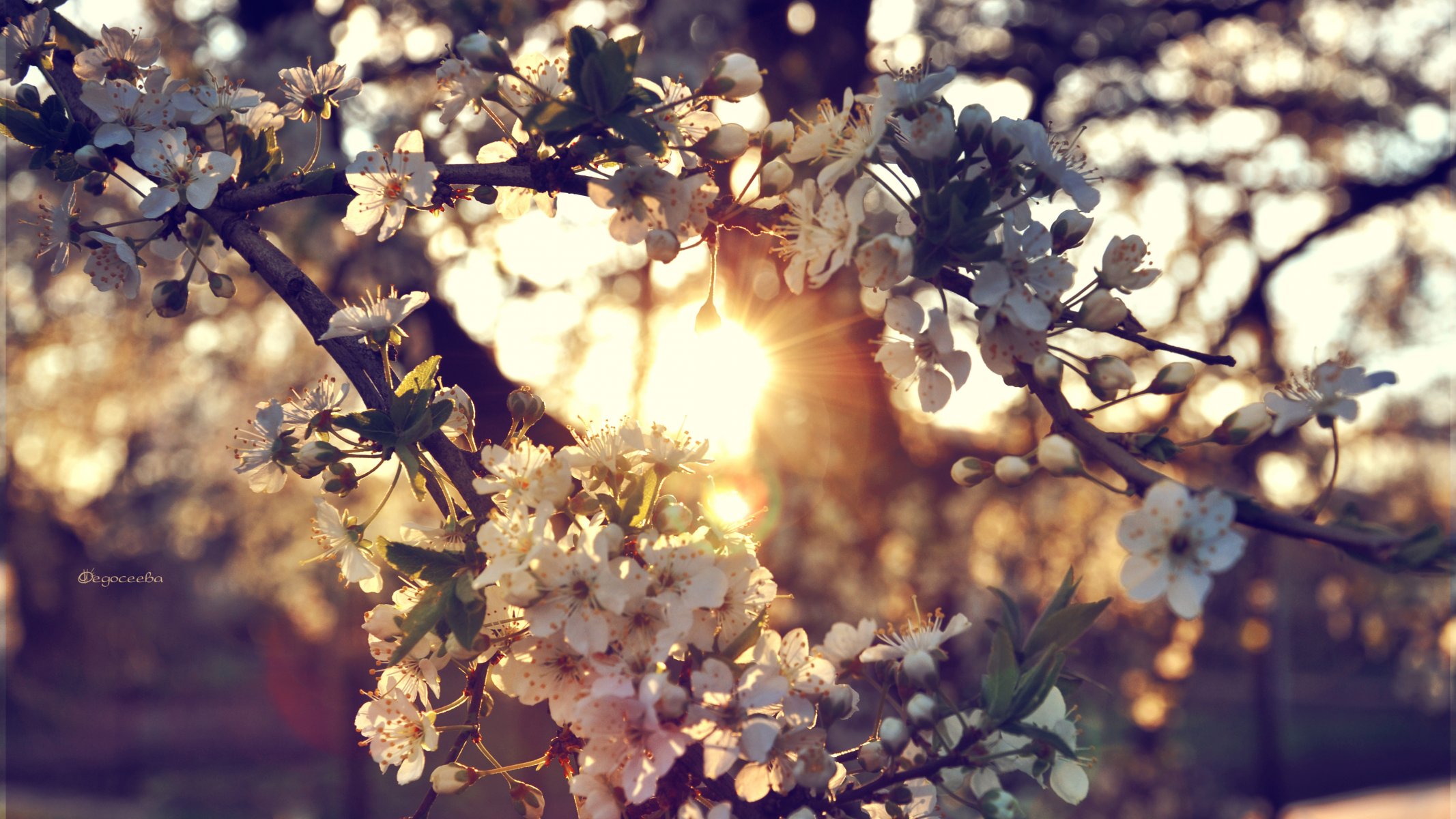 flower cherry sunset tree branches sun