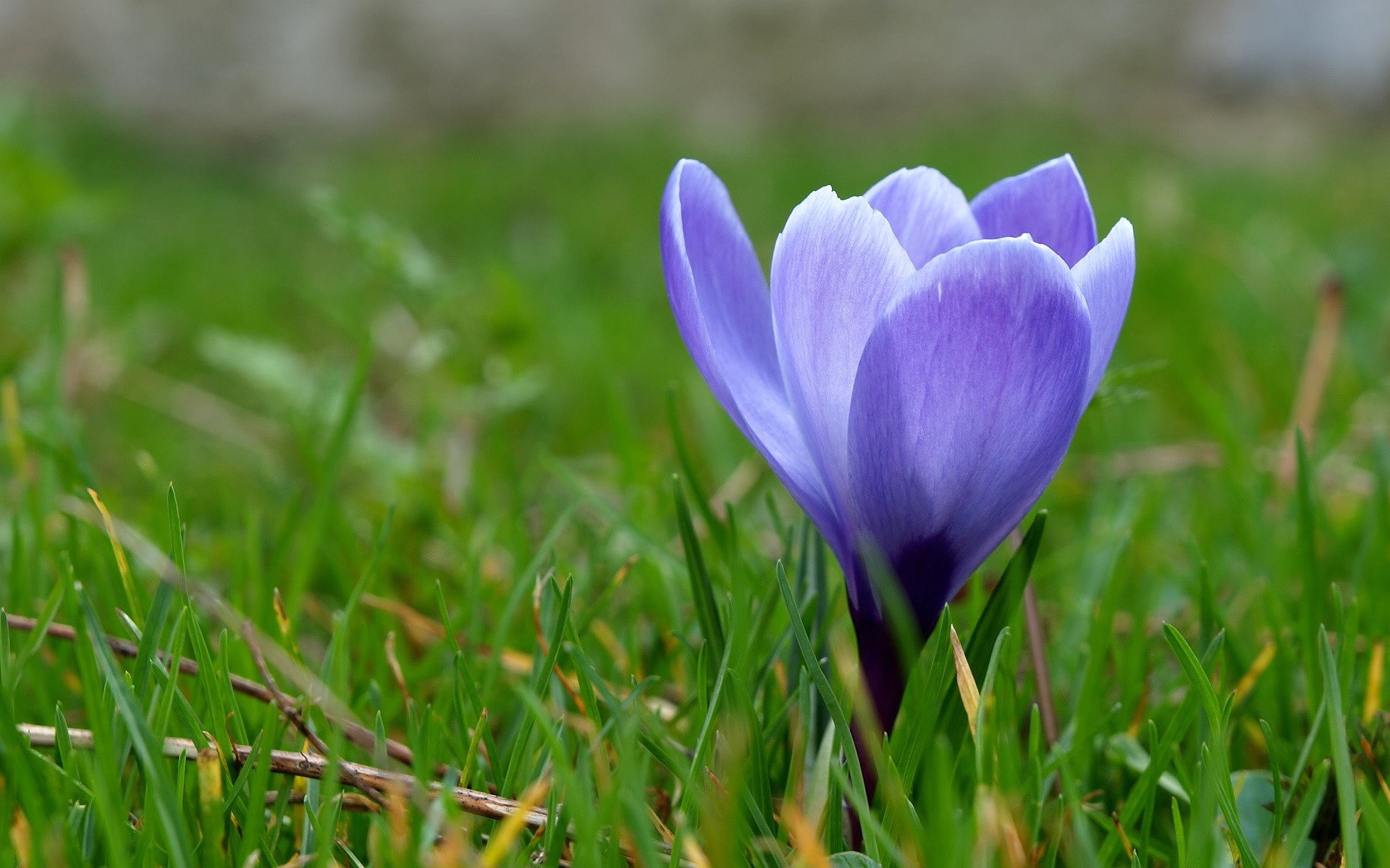 krokus pierwiosnek niebieski kwiat trawa wiosna makro