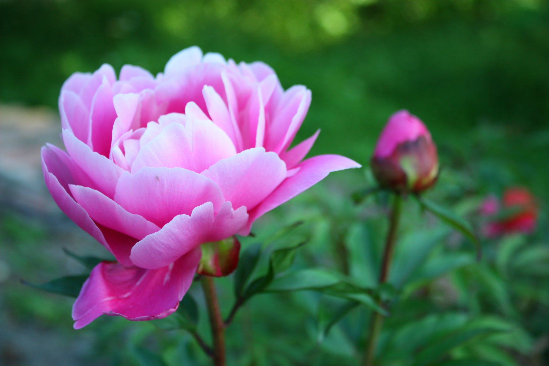 fleur rose pivoine pétales plantes gros plan vert