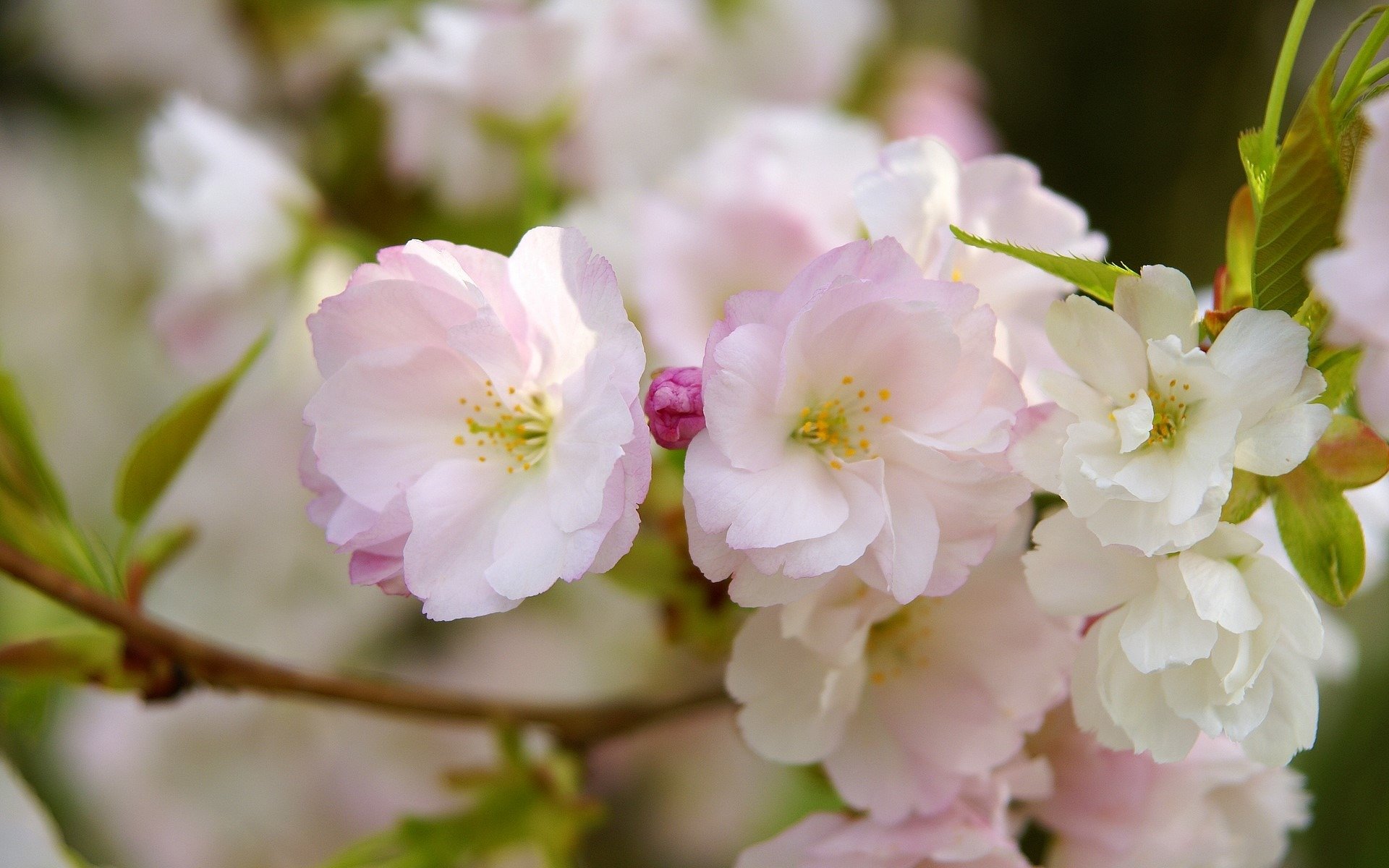 sakura fiori rosa petali macro ramo fioritura primavera