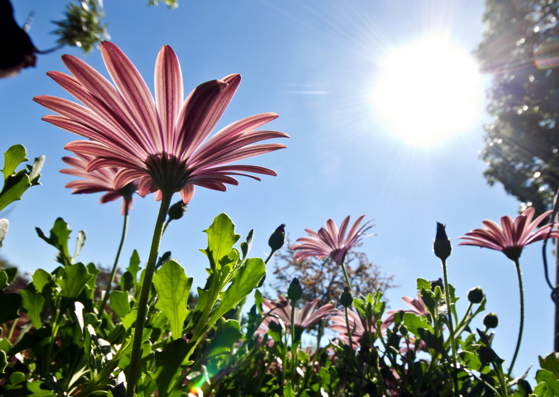 blumen blütenblätter natur frühling himmel rosa sonne von unten nach oben