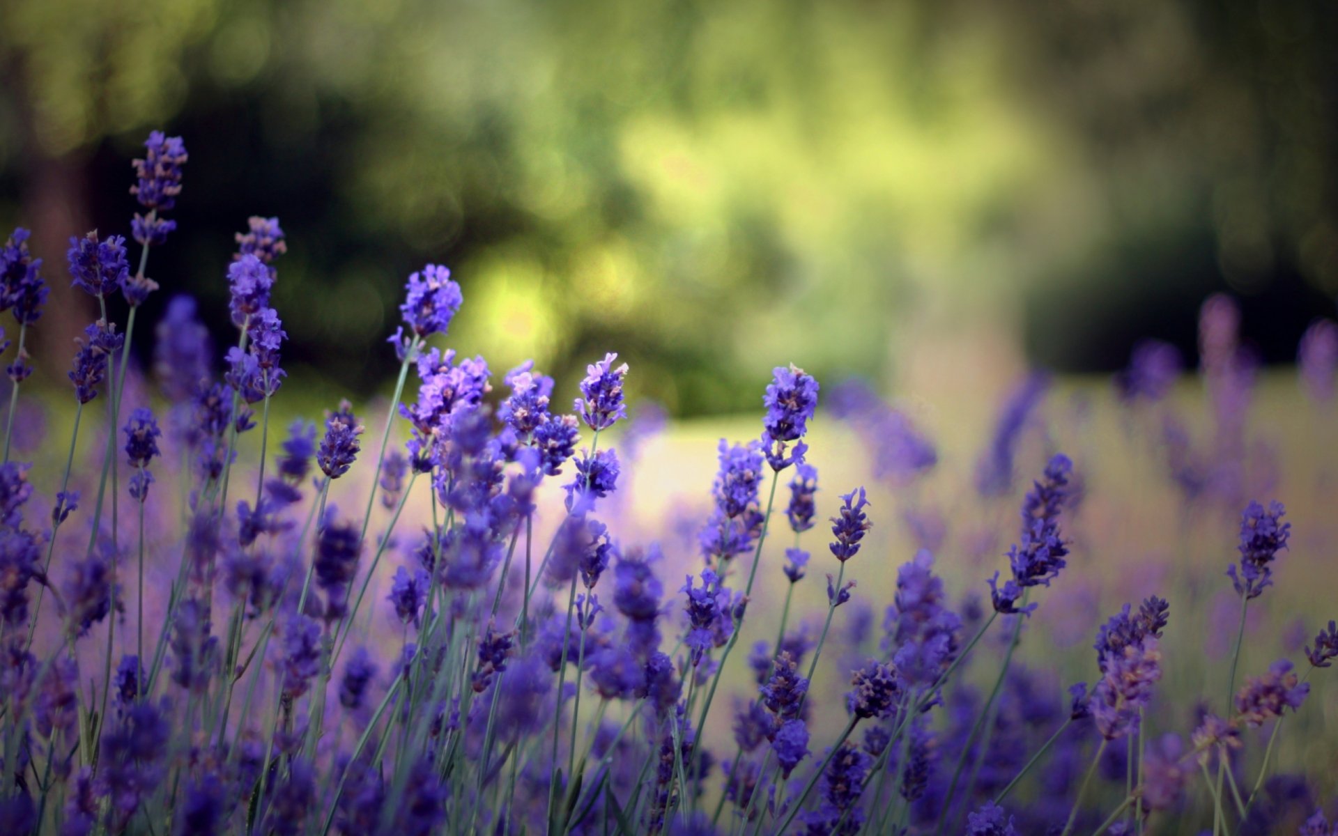 natura radura estate fiori fioritura piante sfondo carta da parati