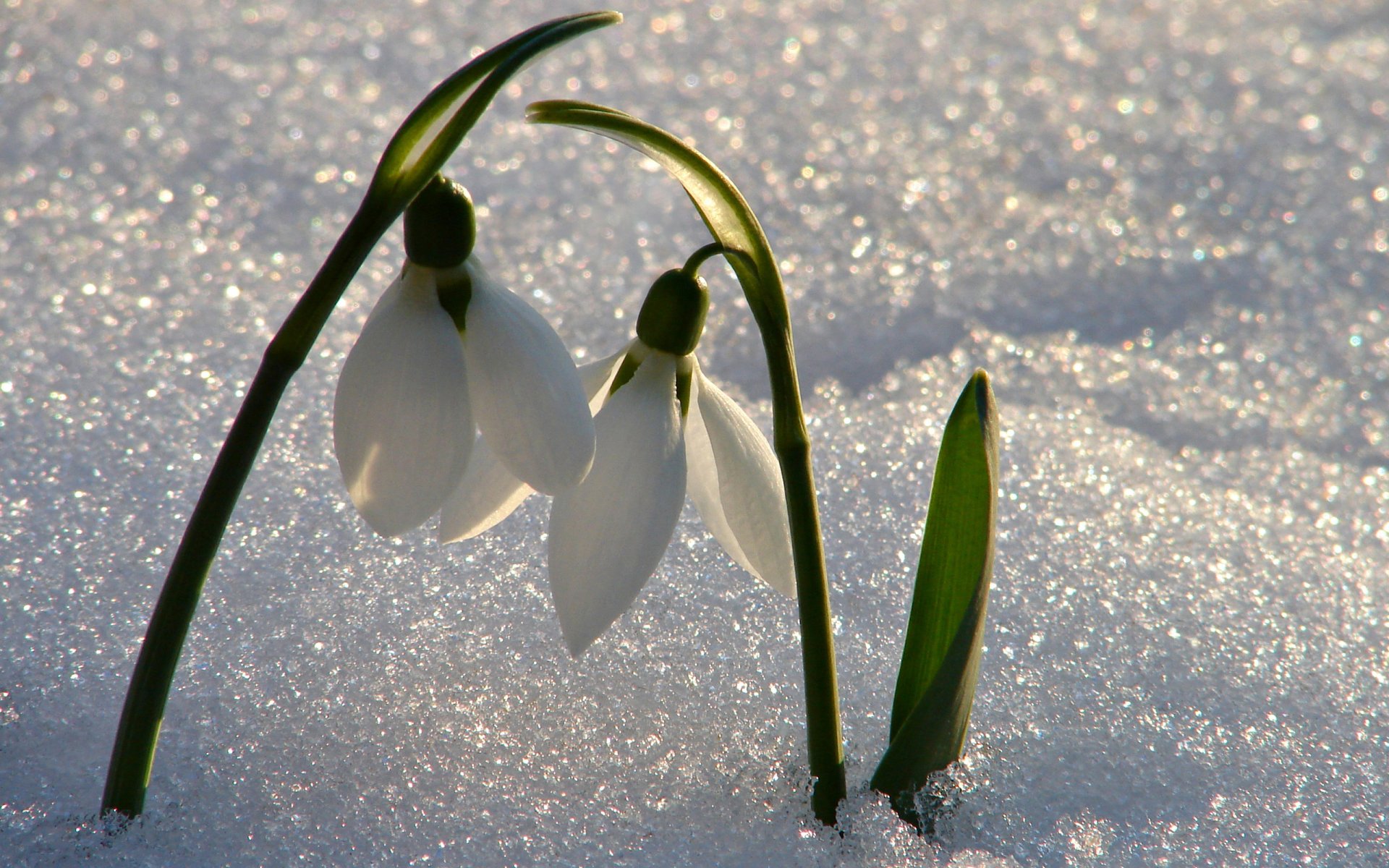 schneeglöckchen primel schnee glanz licht stimmung blumen frühling makro