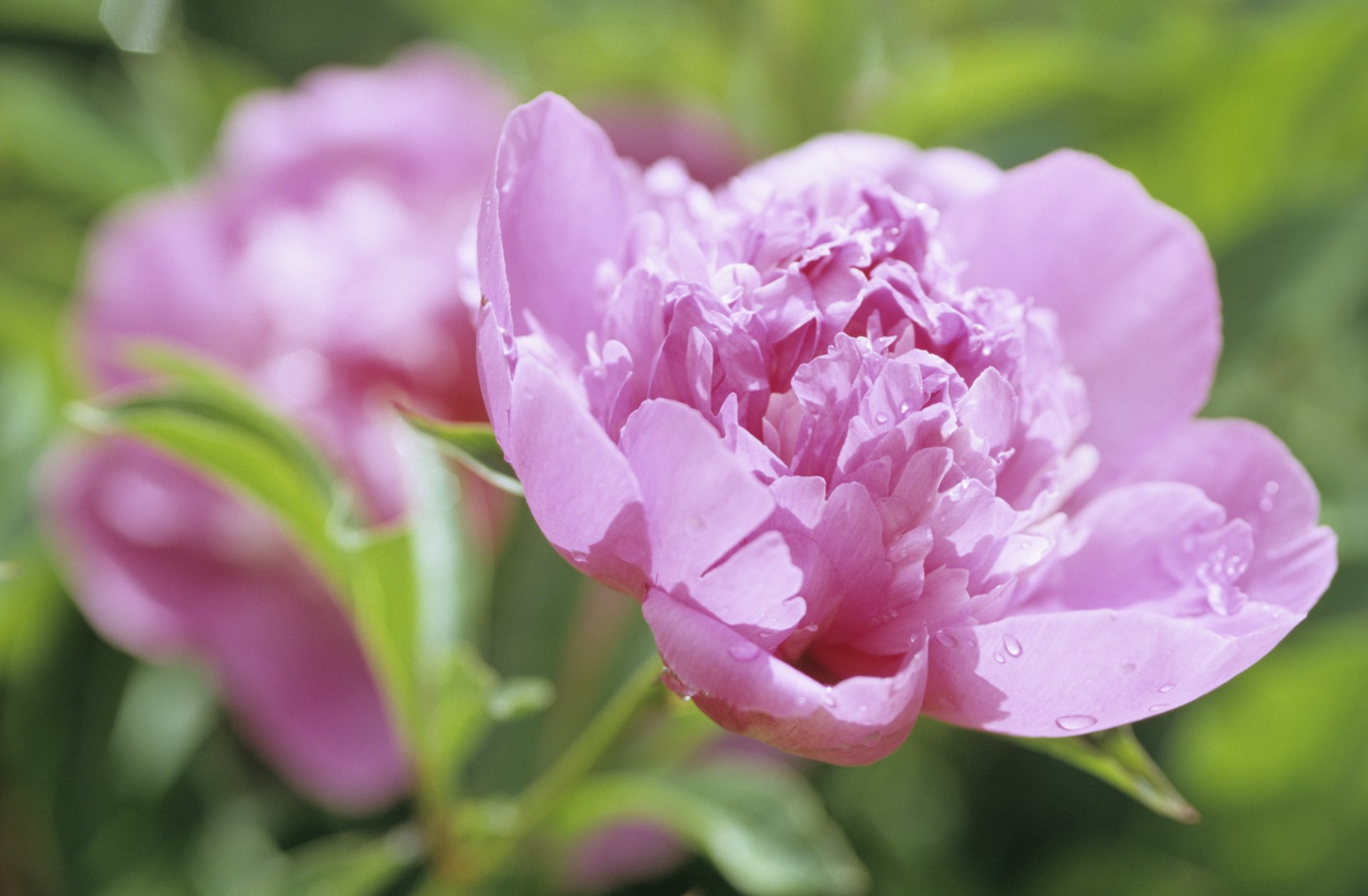 piwonia kwiat kwiaty pączek płatki różowy rosa krople makro natura