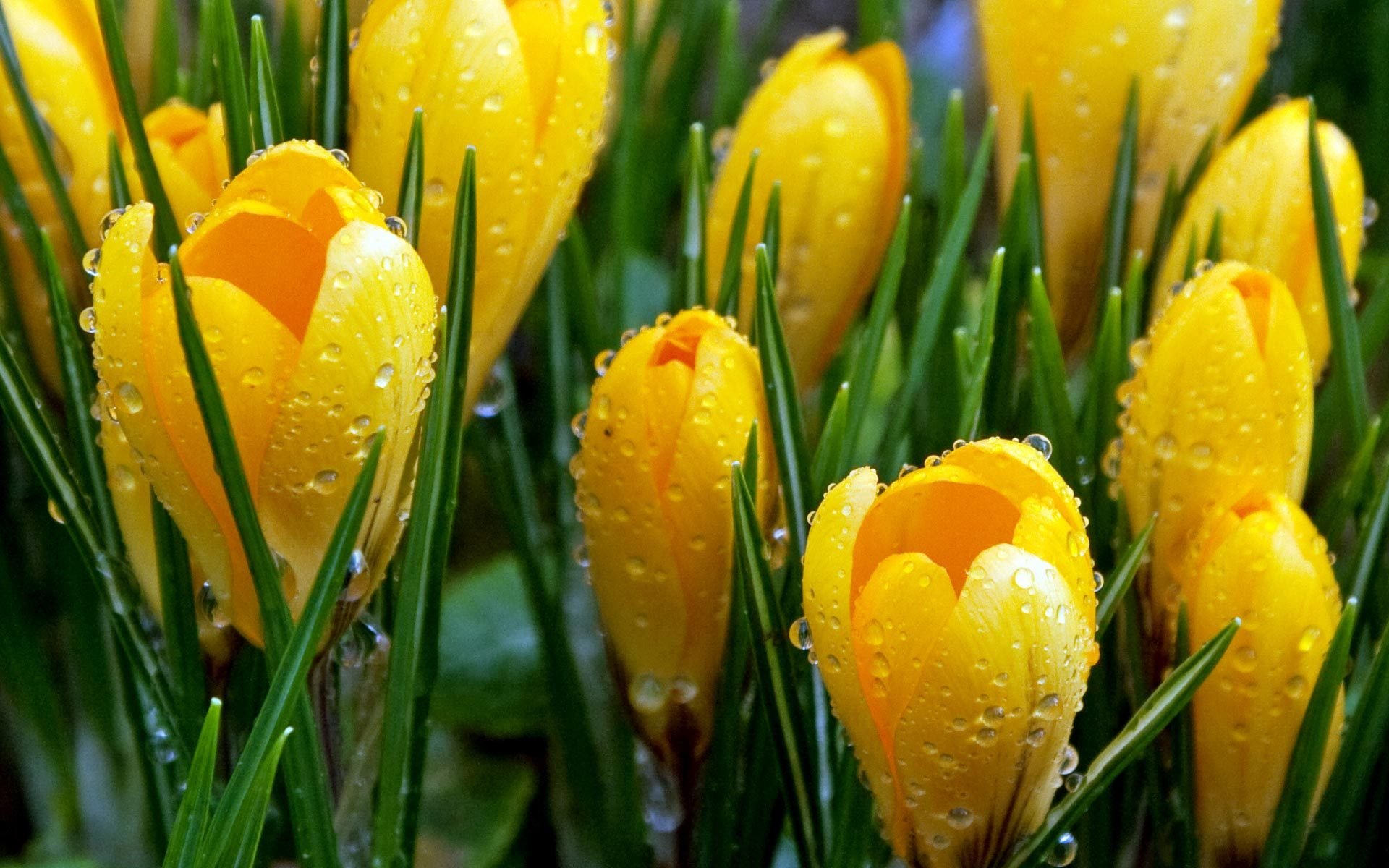 flores azafranes brotes gotas rocío