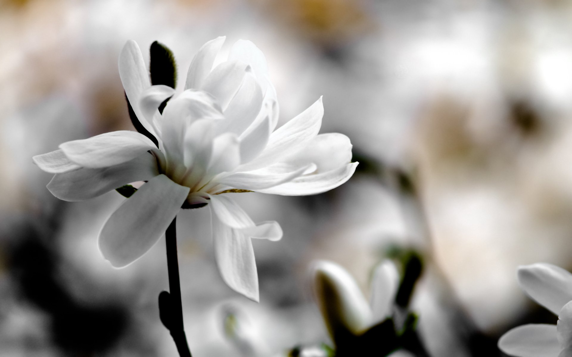 magnolia blanc fleur fond flou printemps macro fleurs