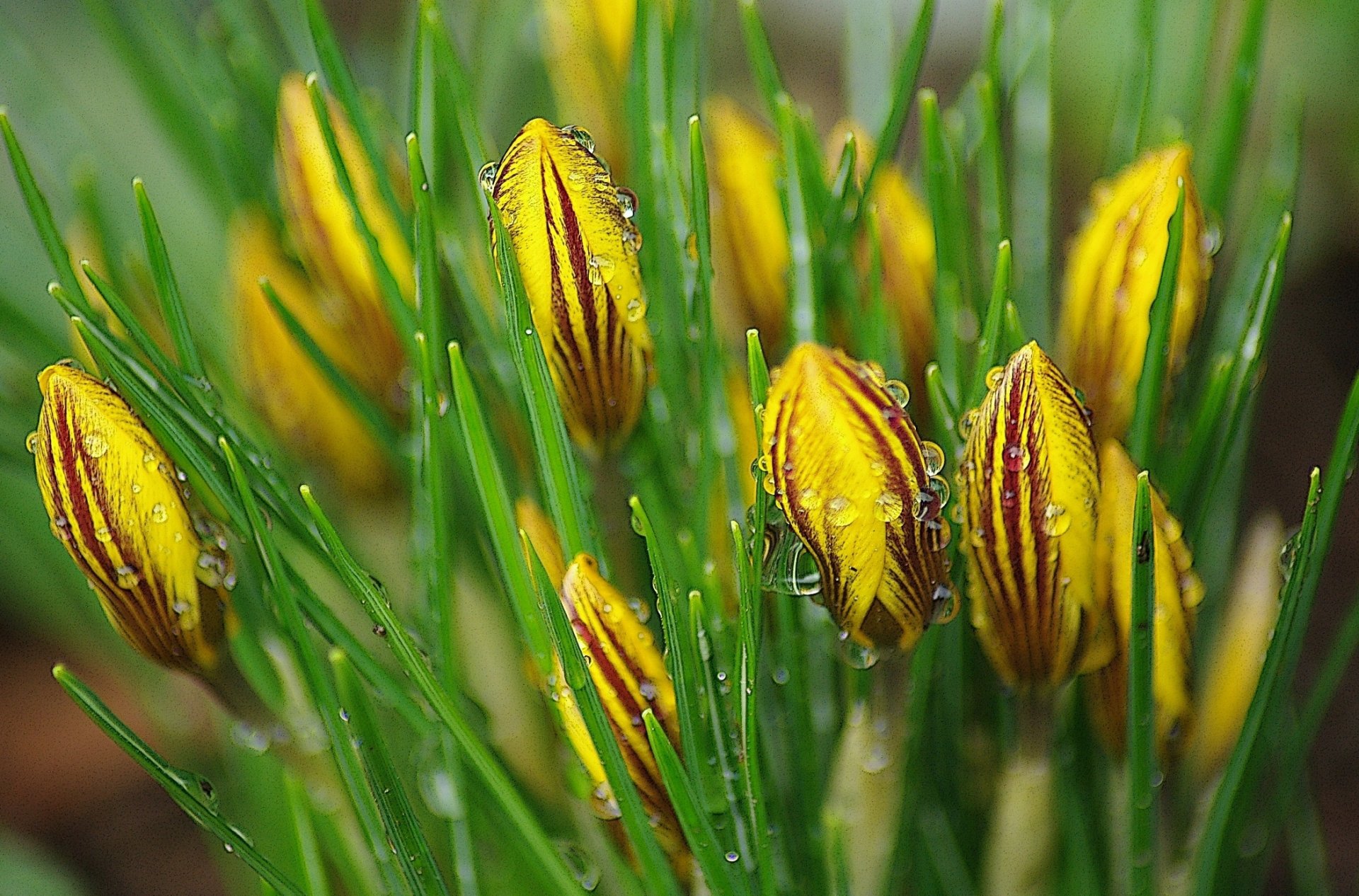 azafranes flores brotes gotas