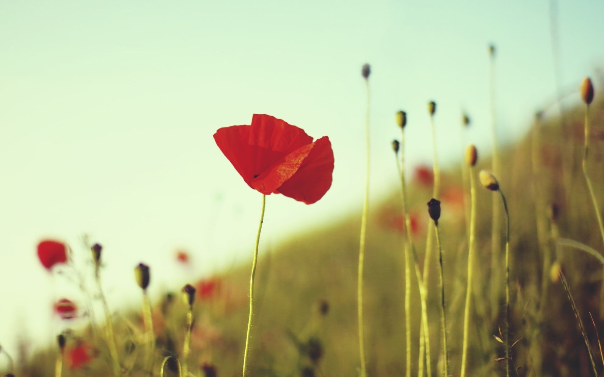 poppy red flower stems plants grass the field summer close up