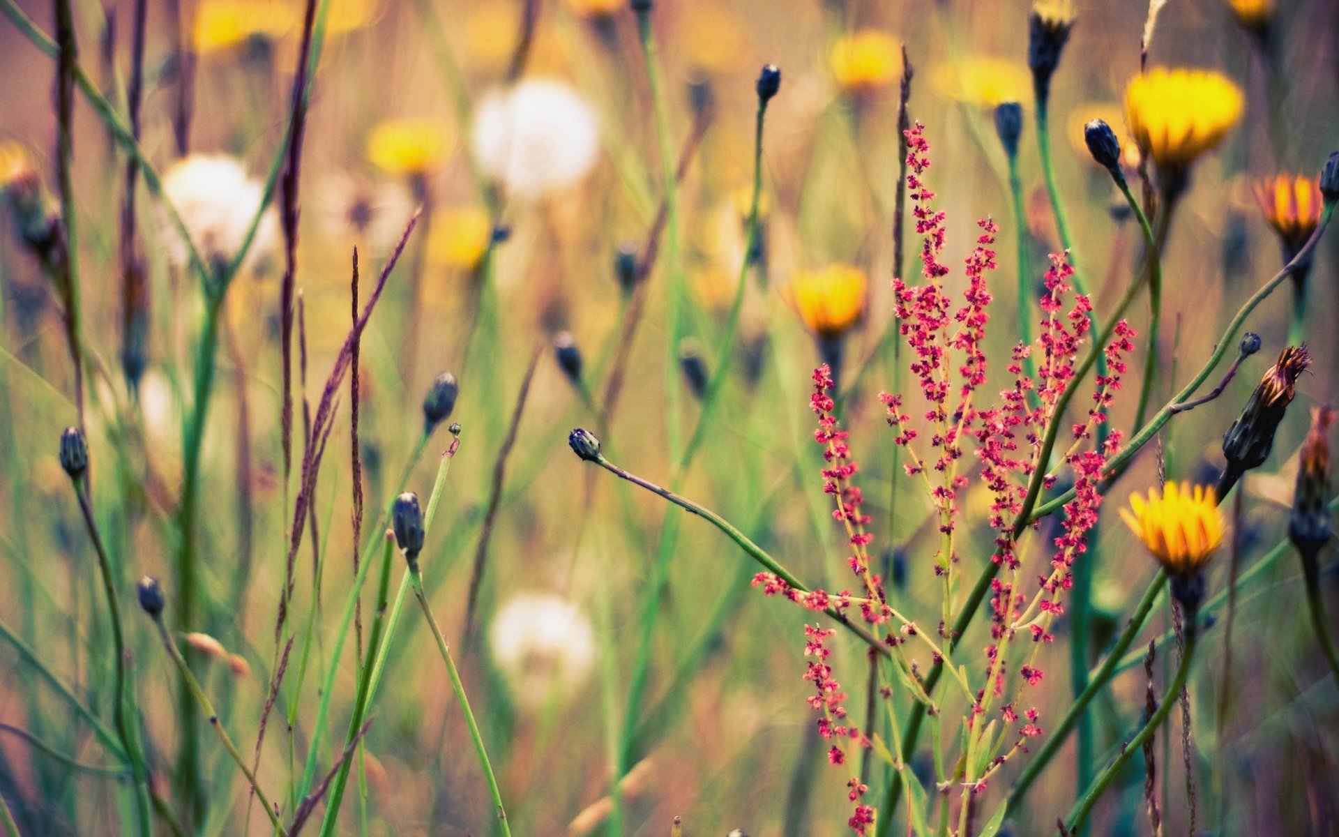 ummer glade nature flowers plants herbs background wallpapers picture