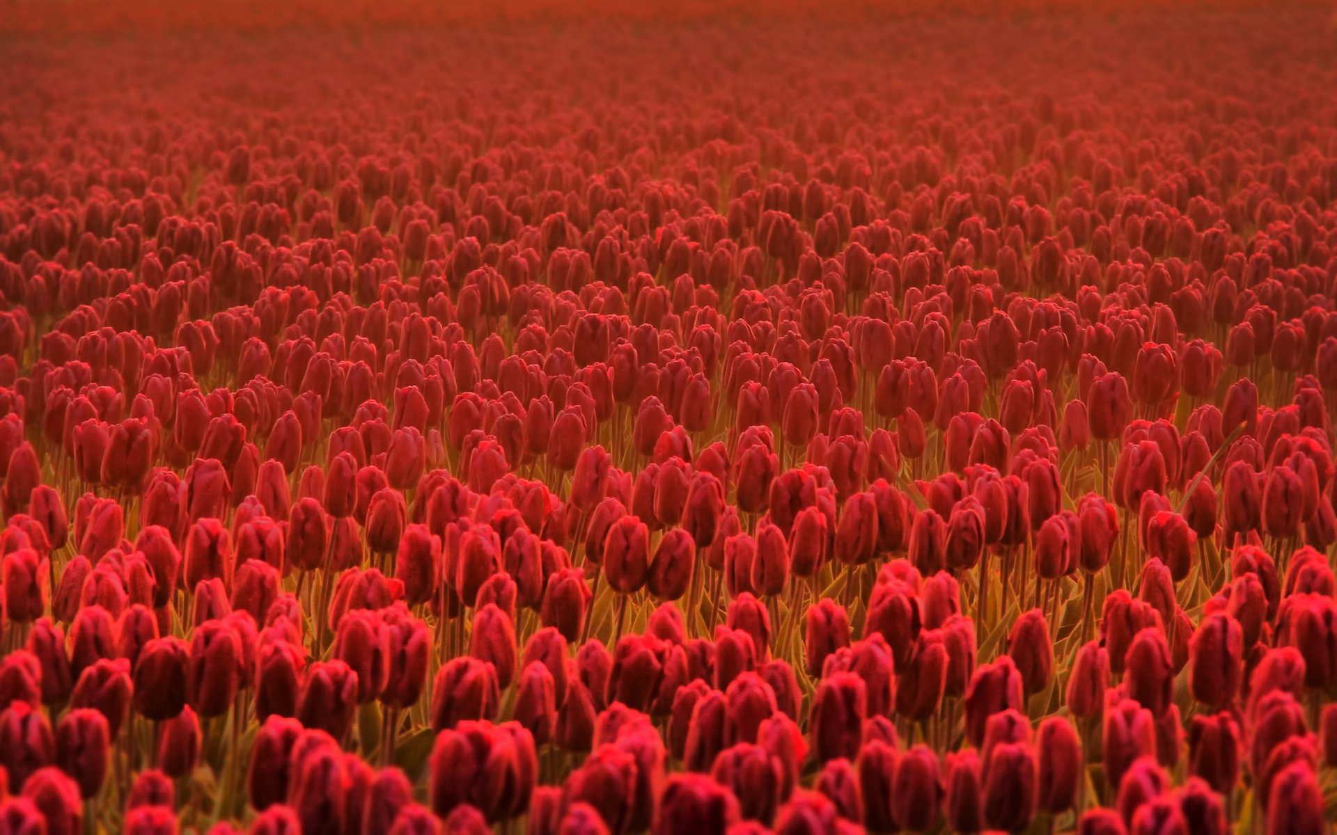 tulipanes flores flor flores primavera verano flores de primavera flores de verano campo campos frescura tangente rojo