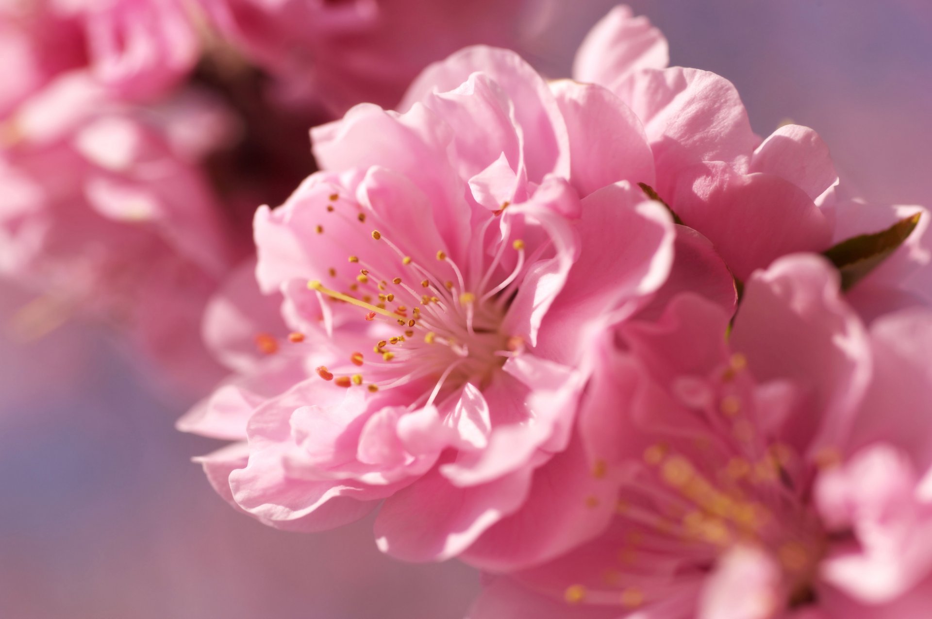 sakura rosa fiore tenerezza sfocatura luminoso primavera fiori macro