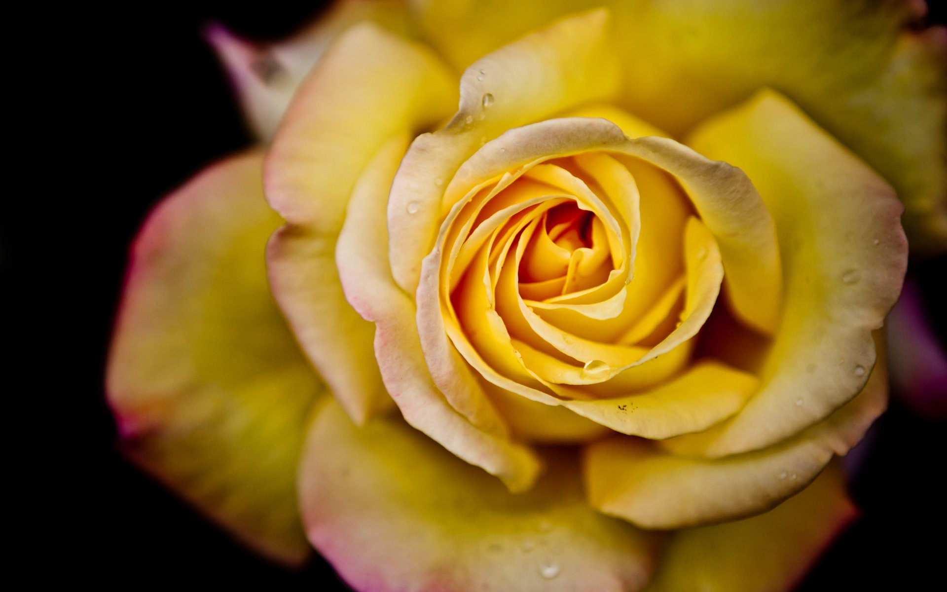 flor rosa macro pétalos agua gotas rosa macro 2560x1600