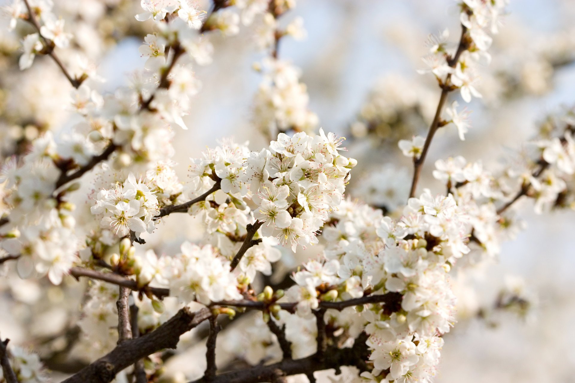 fleurs de cerisier beau fond d écran nature fleurs blanc cerise floraison printemps blanc pétales branches tendresse beauté gros plan