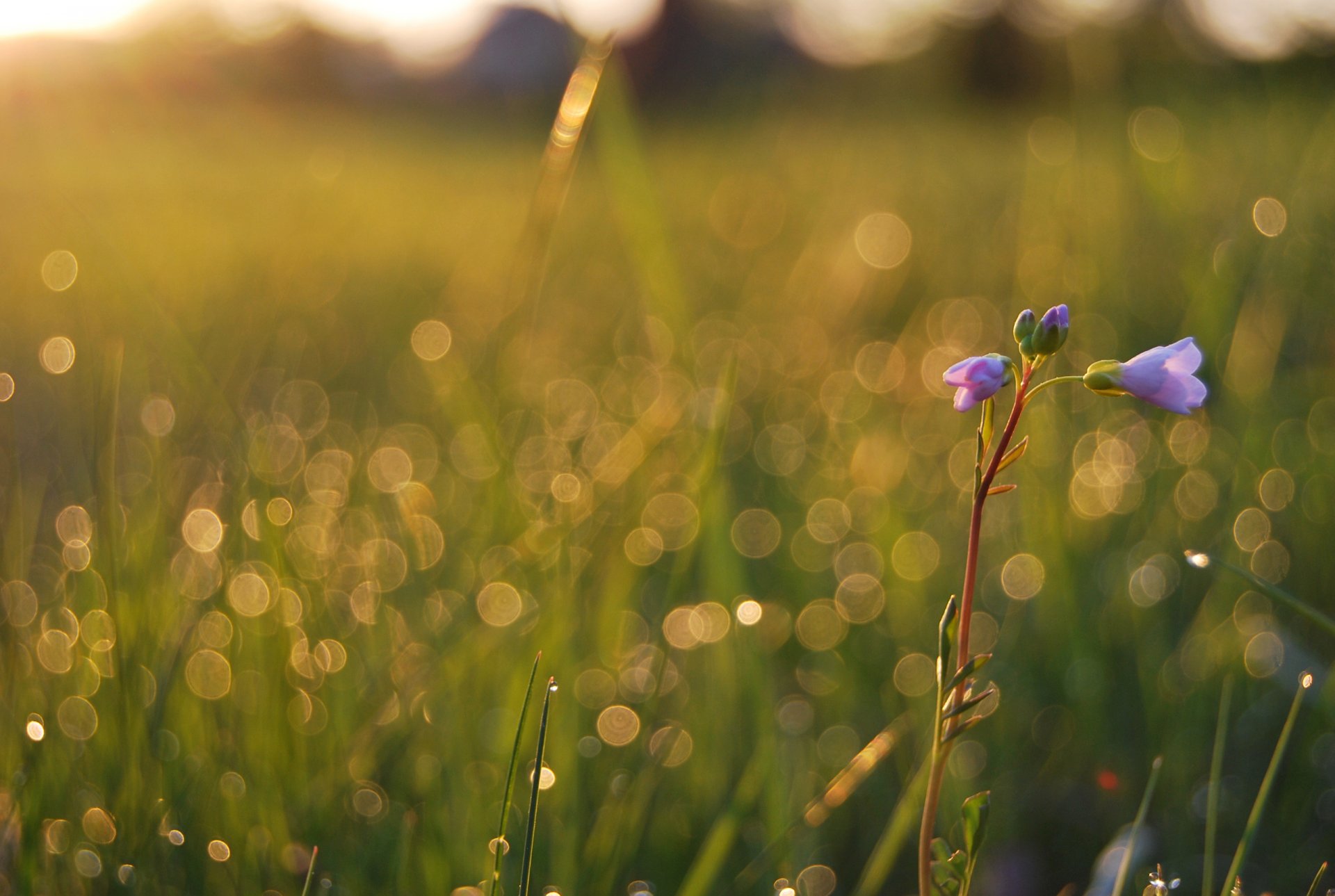 grass plants the field flower drops reflections rosa close up summer freshness light beauty