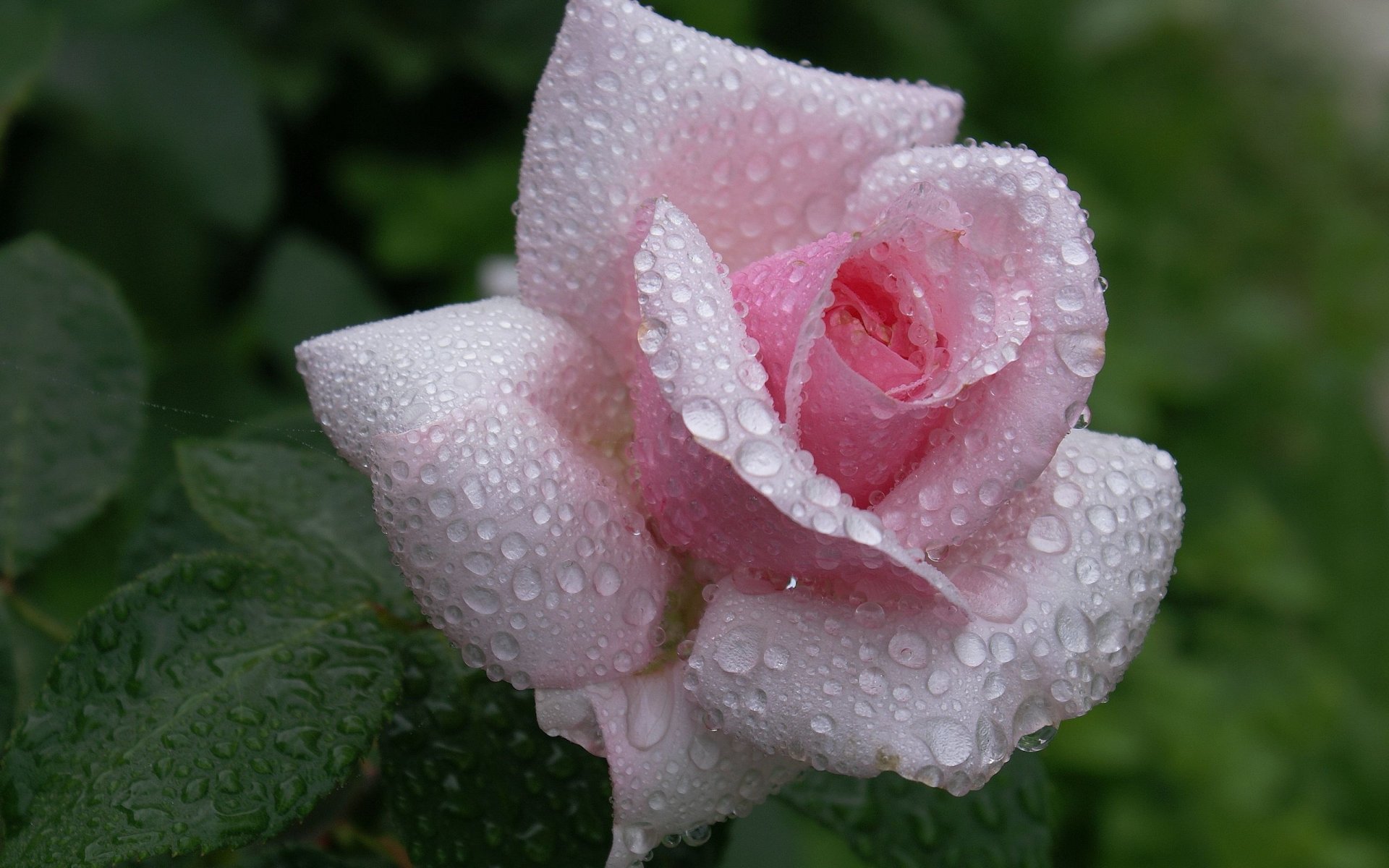 rose pink flower water drops beautiful wallpapers nature rose pink bud petals dew drops beauty tenderne