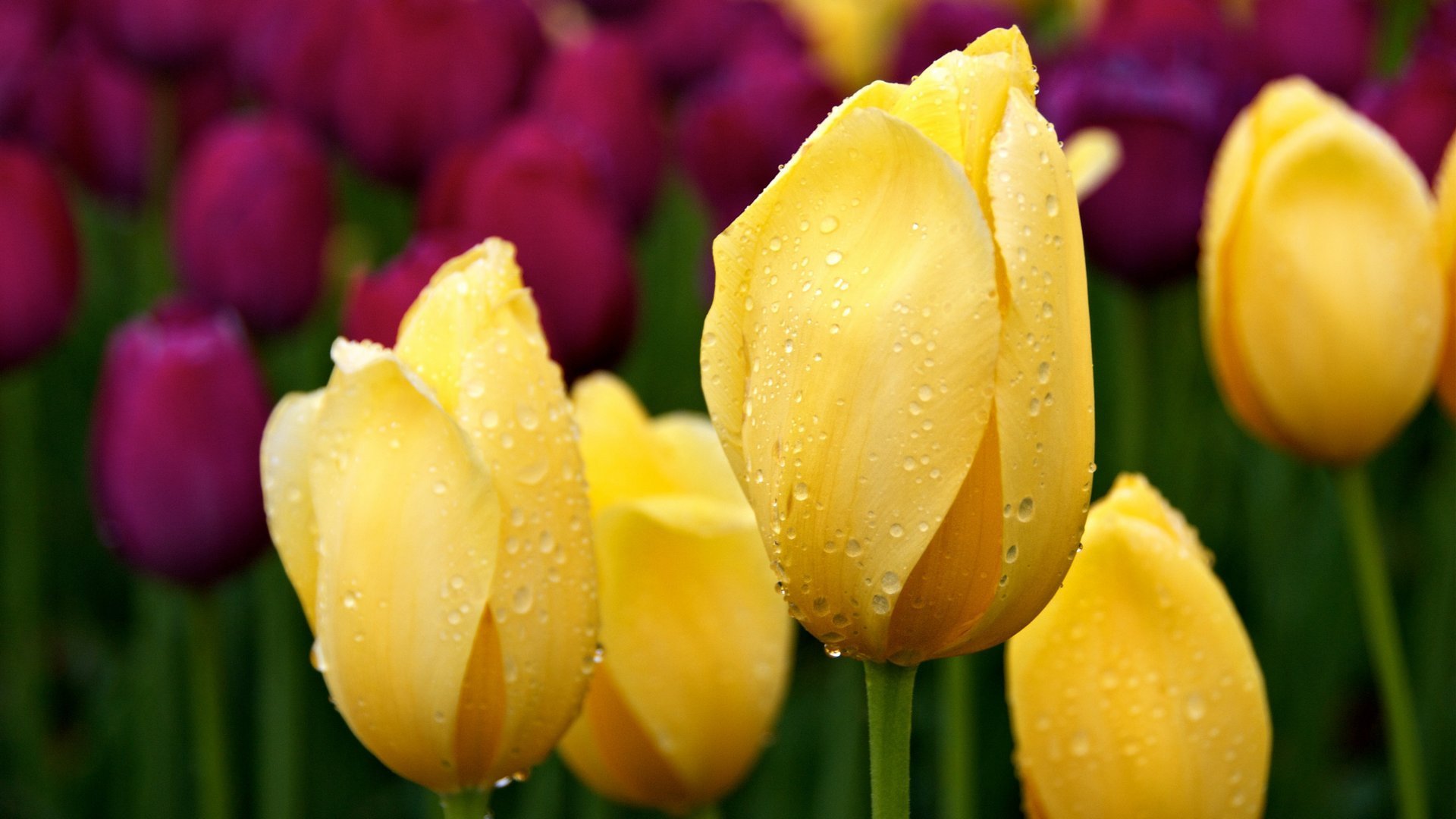 tulips tulip flowers flower bud petals dew drops spring nature