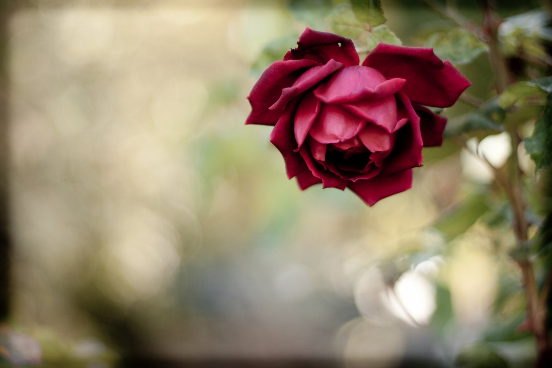 rouge rose fleur pétales tige