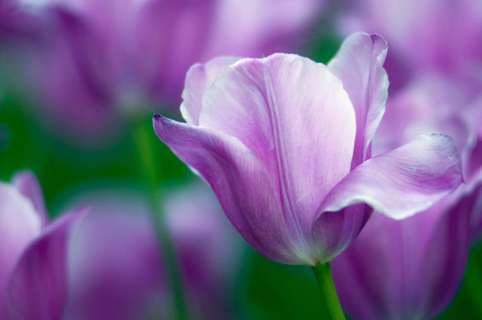 tulpen tulpe meer feld rosengewächse eins