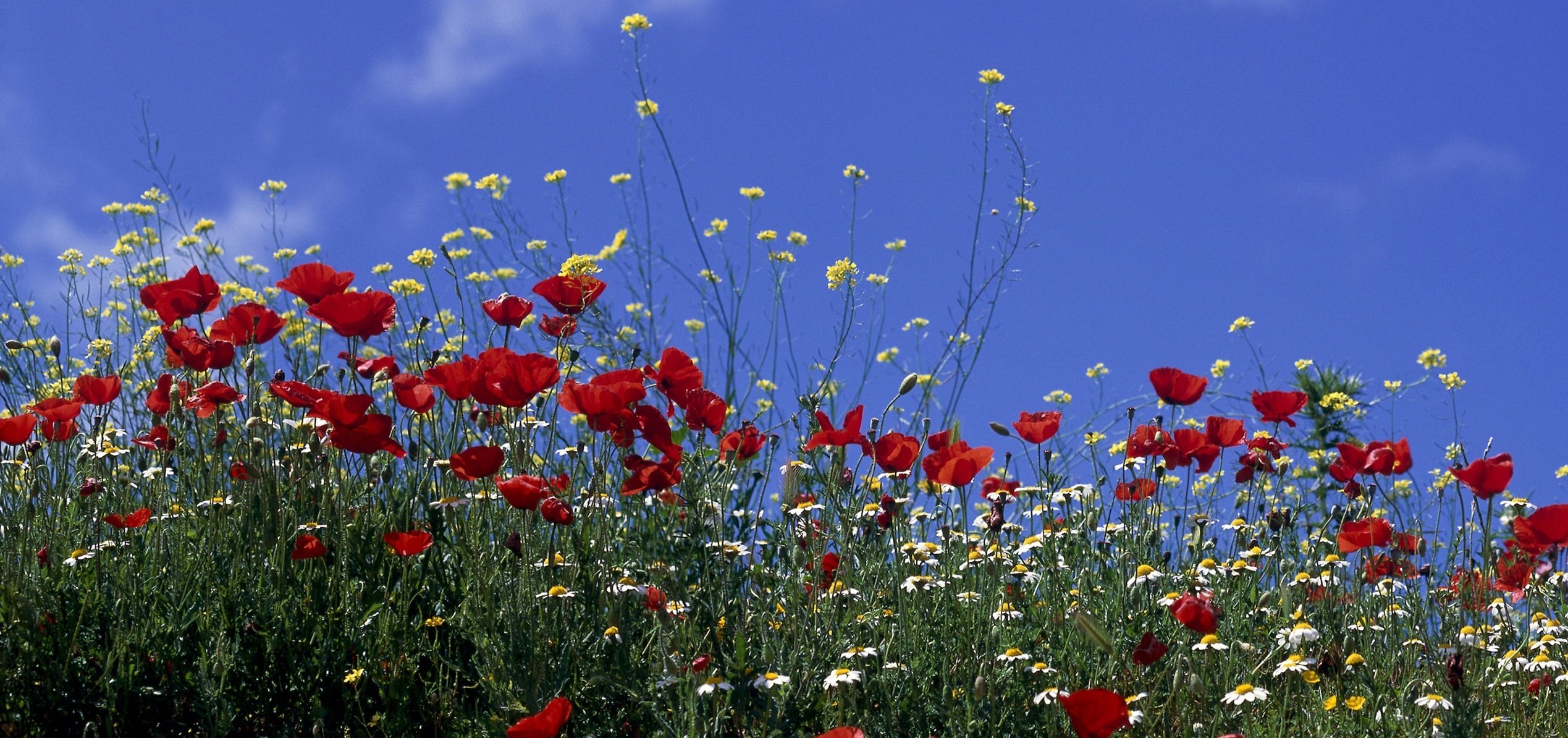 amapolas campo flores cielo margaritas sol