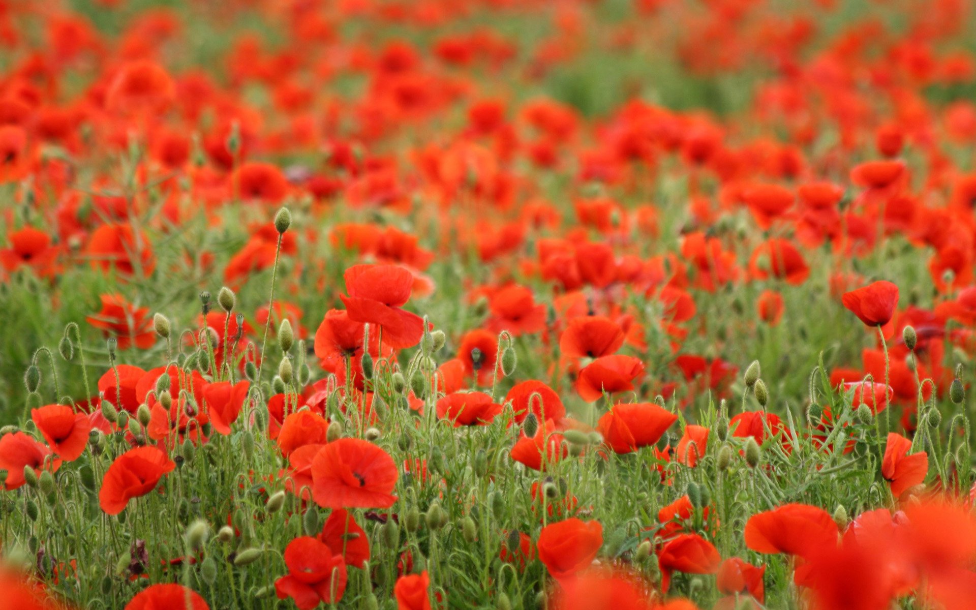 the field red poppy flower