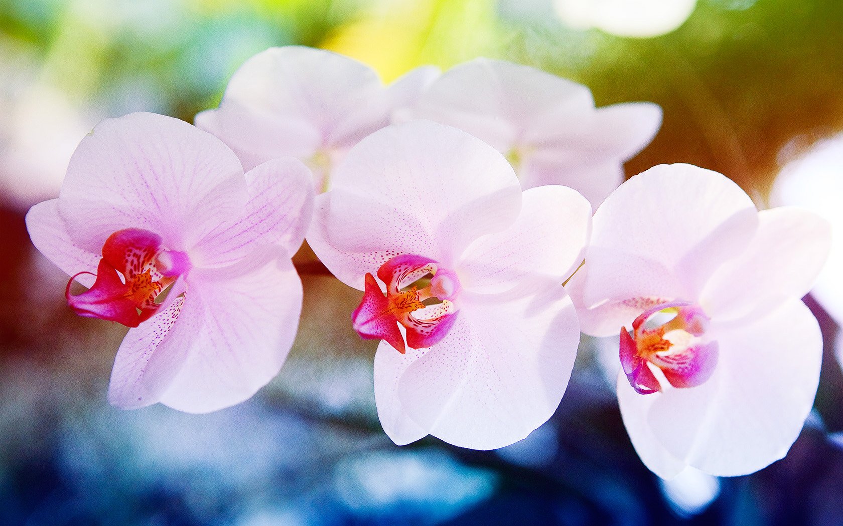 orquídea flores macro