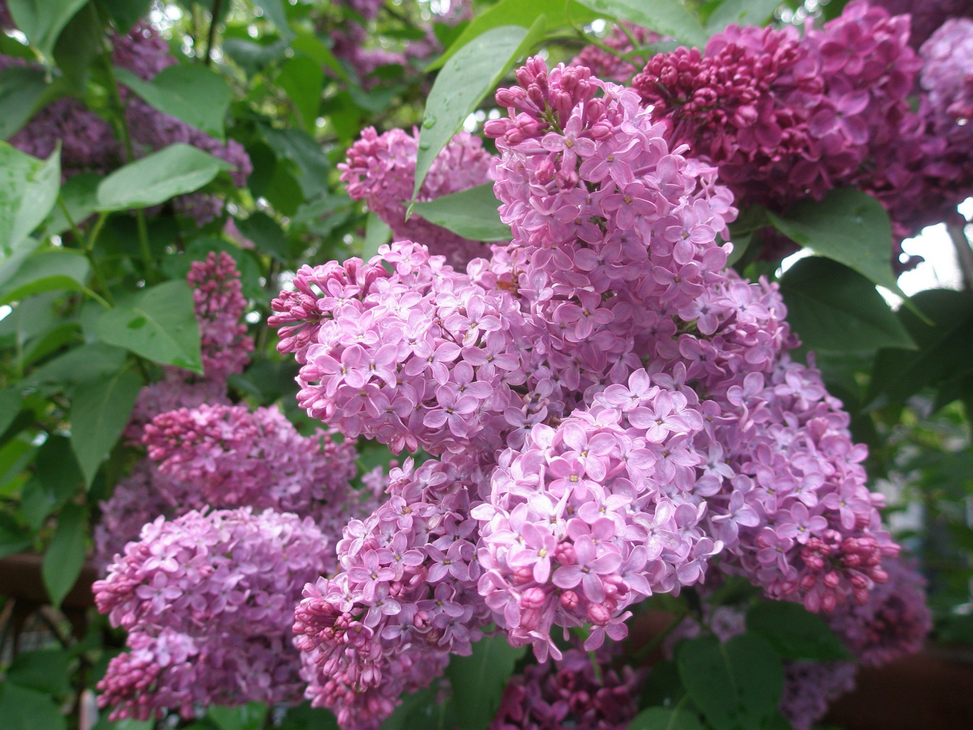 lilas feuilles arbuste