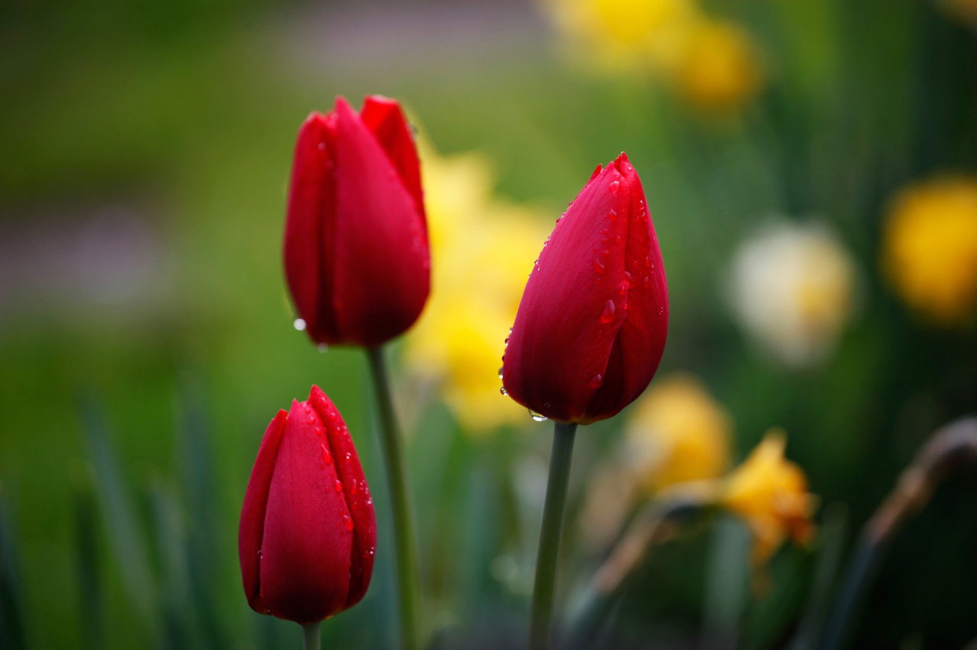 tulips red buds drops focus background nature flower close up