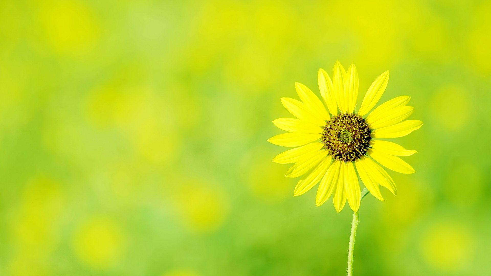 blumen kamille gelb blume grüner hintergrund