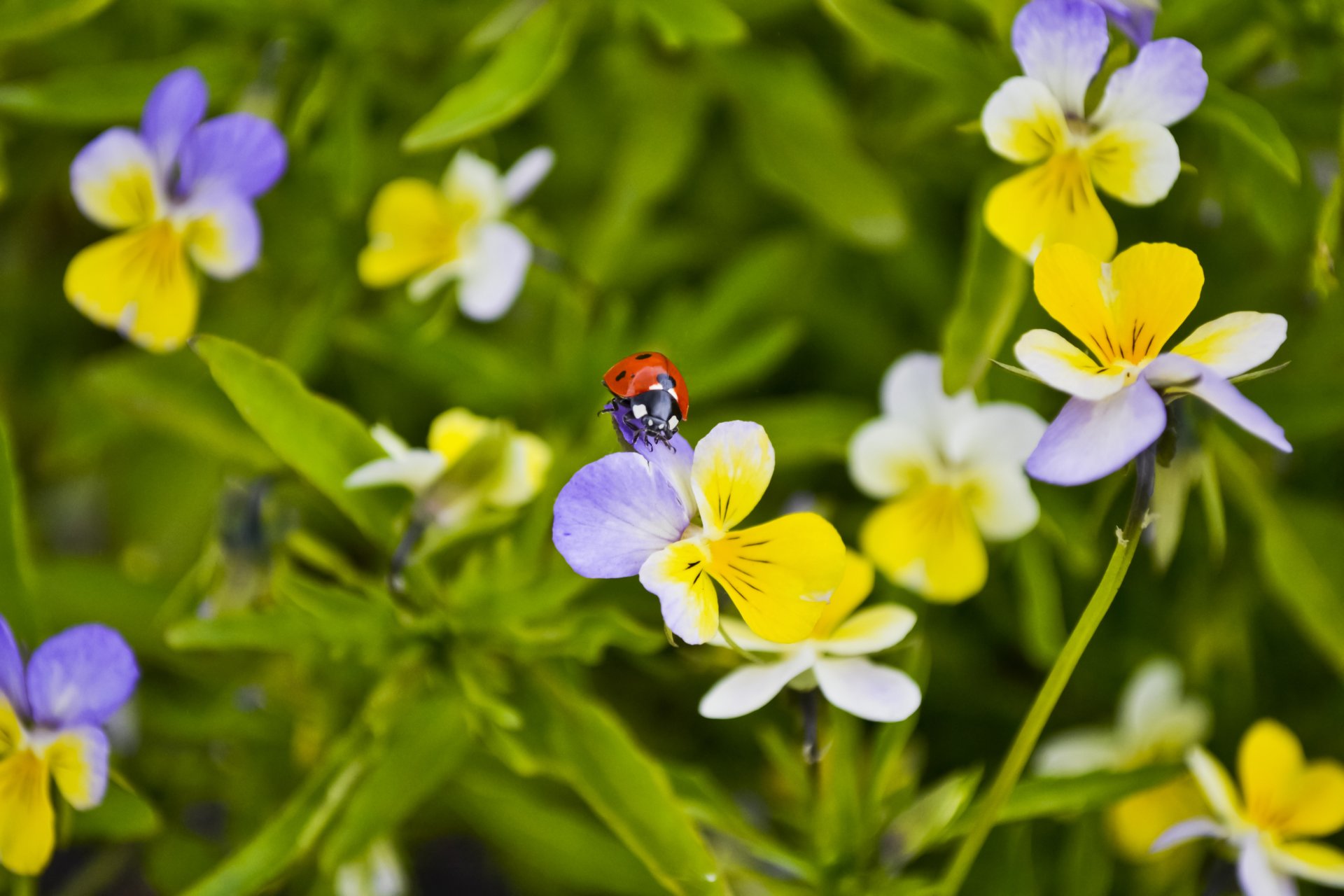 makro marienkäfer käfer stiefmütterchen blumen