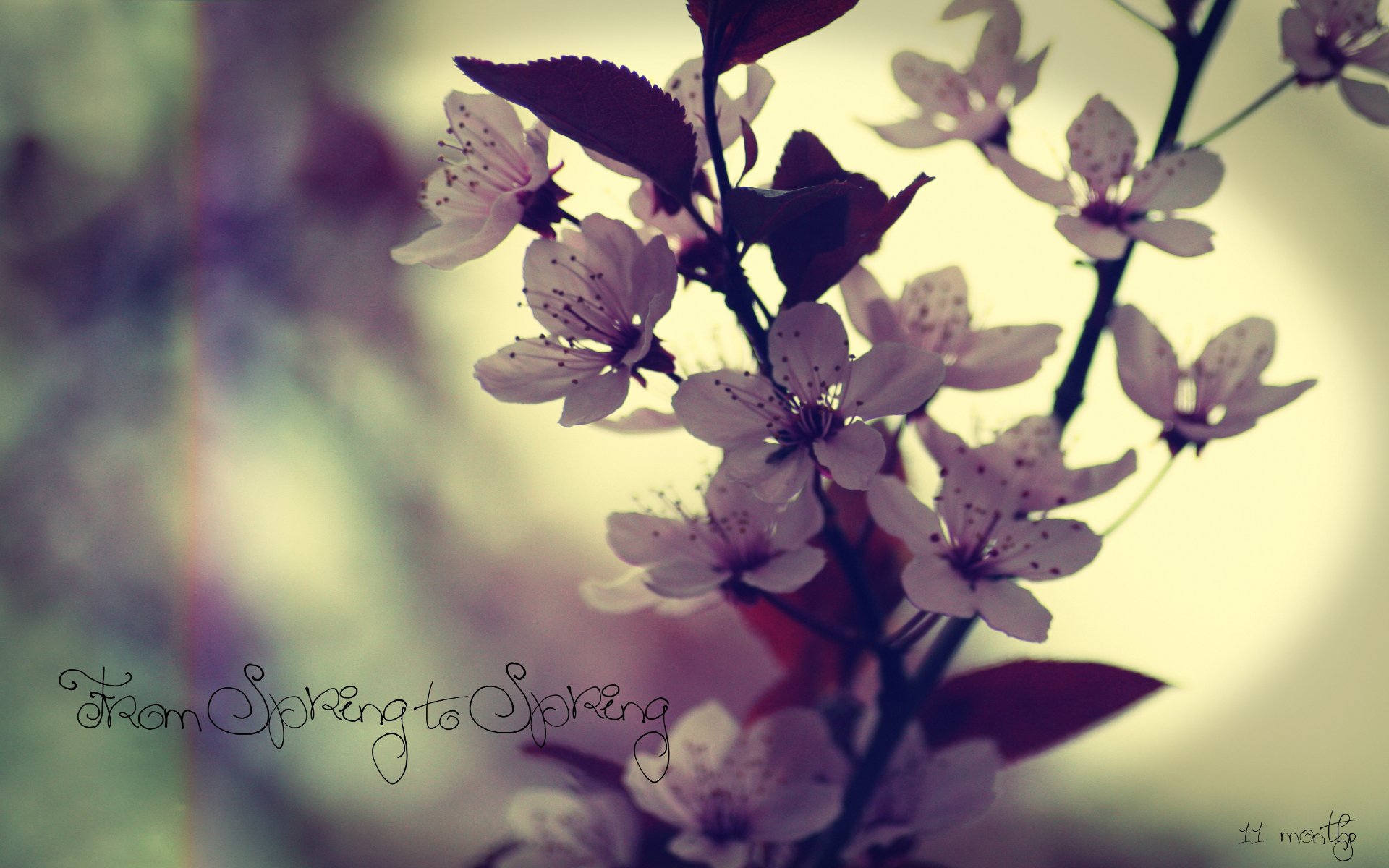 flower or cherry plum inscription spring from spring to spring close up