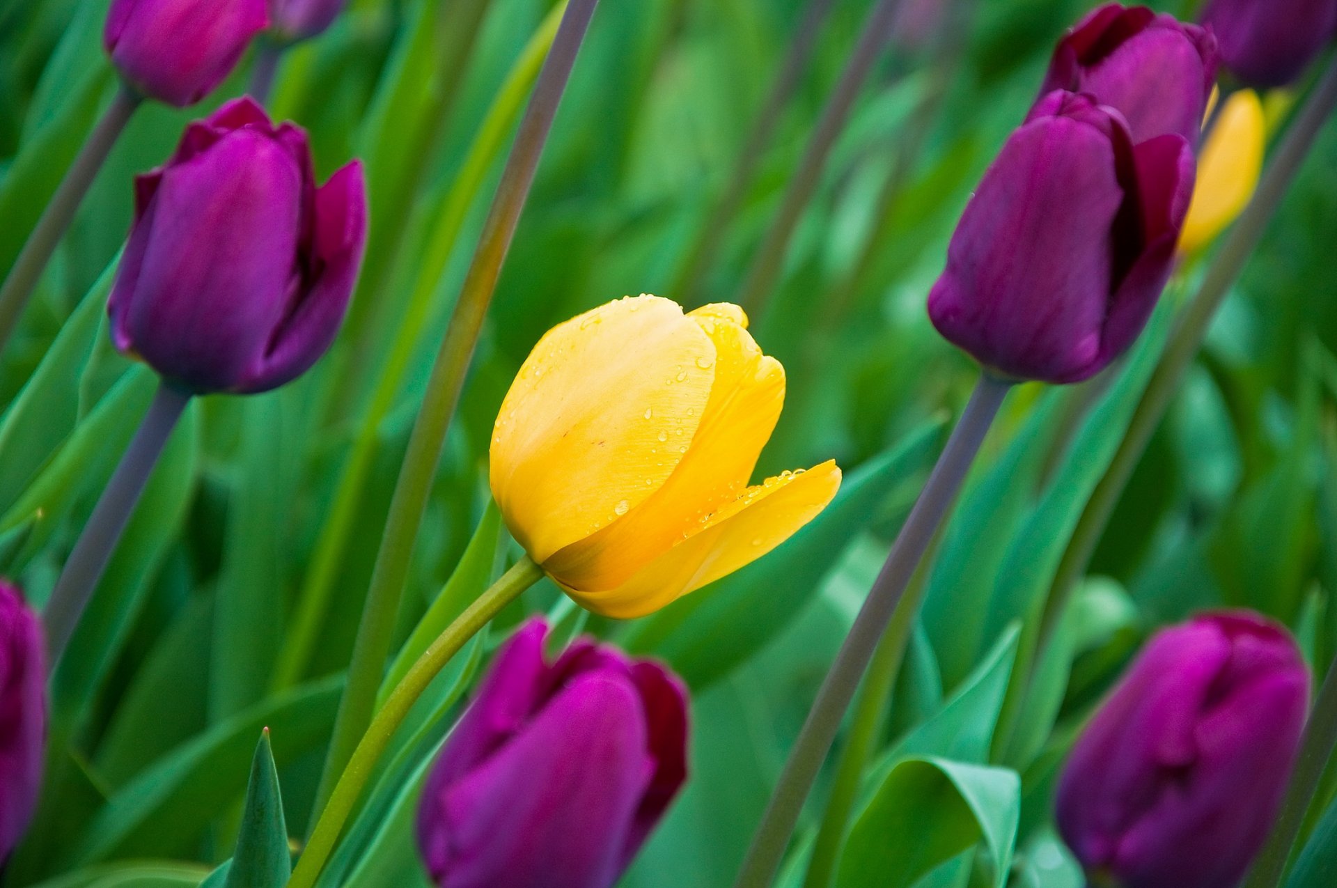 tulpen blumen knospen blütenblätter blätter frühling natur