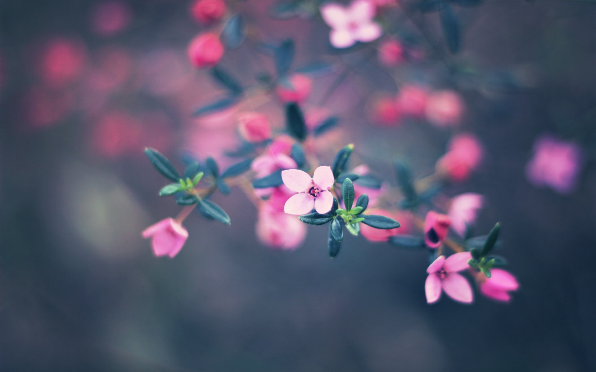 fleurs nature peintures bokeh couleurs 2560x1600