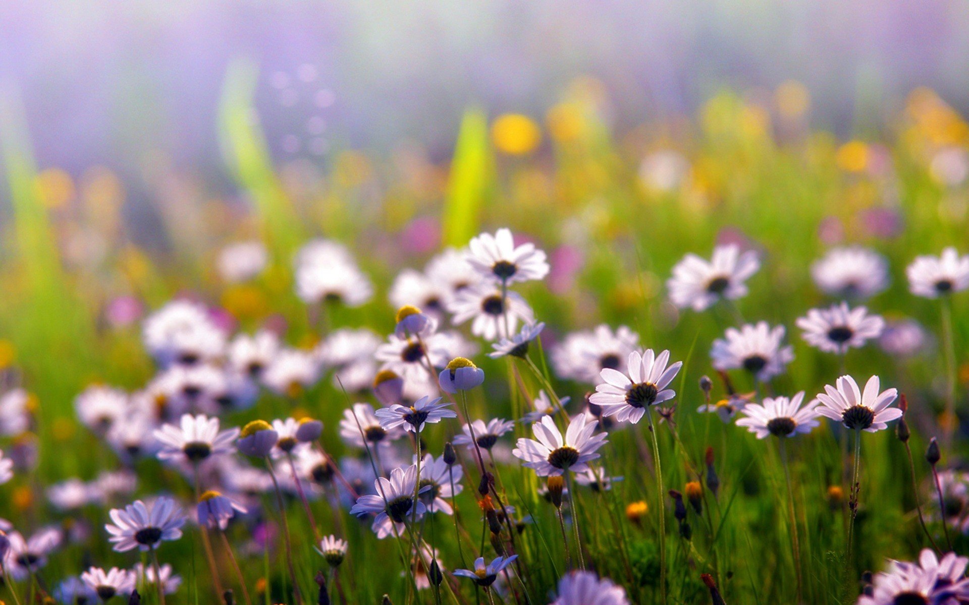 sommer gänseblümchen blumen weiß blütenblätter feld pflanzen gras licht farben