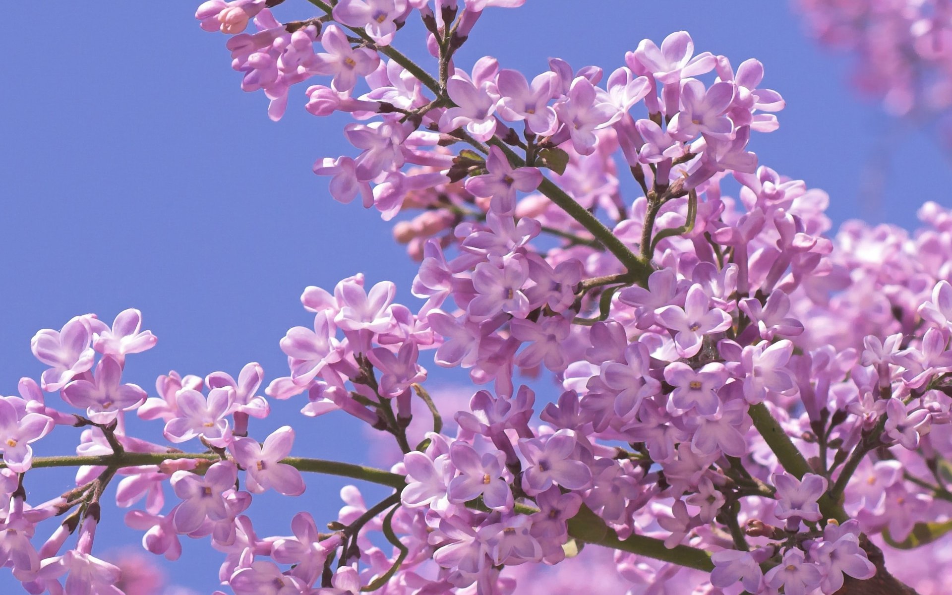 lilac flower spring close up