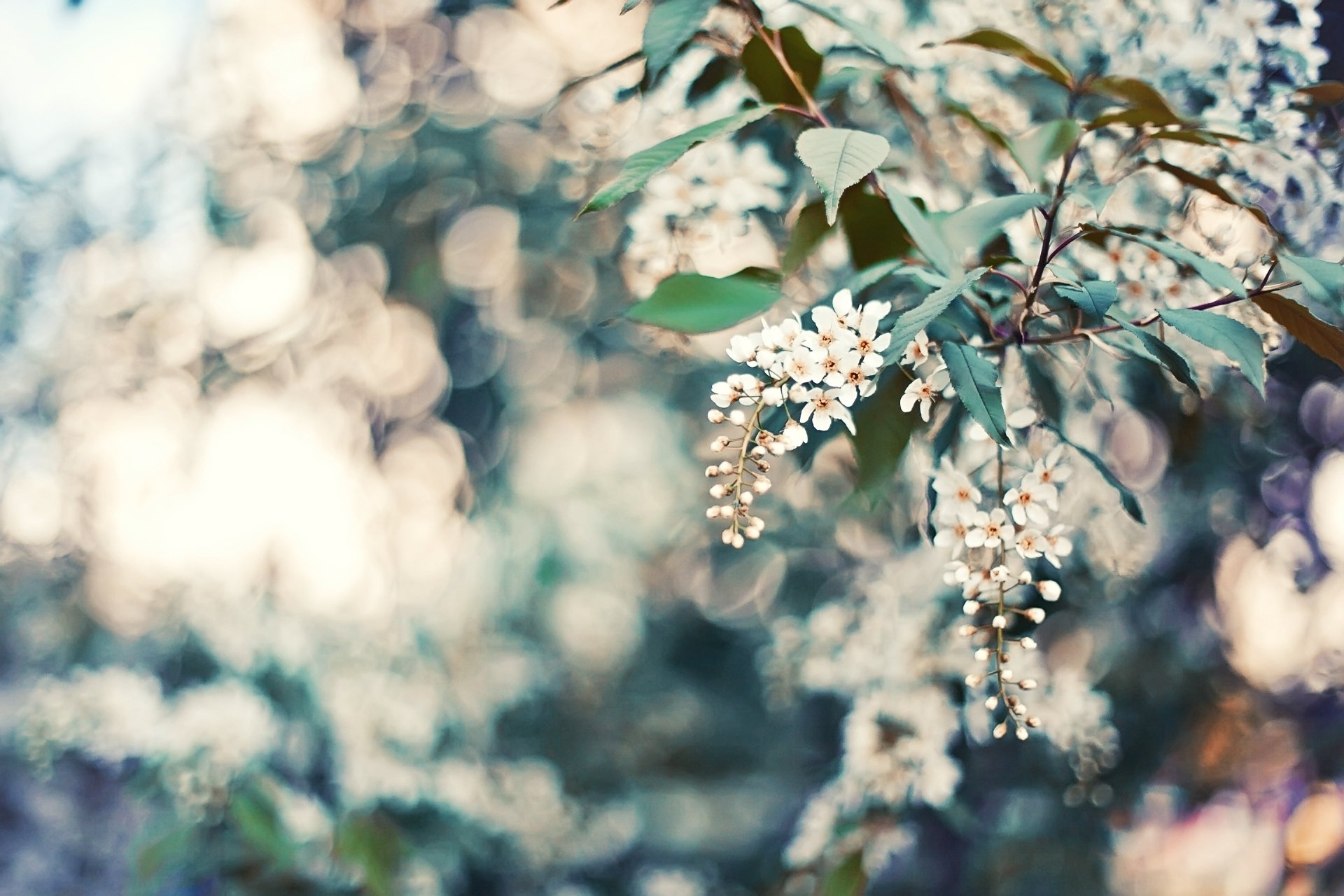 blumen blütenblätter blätter bokeh natur