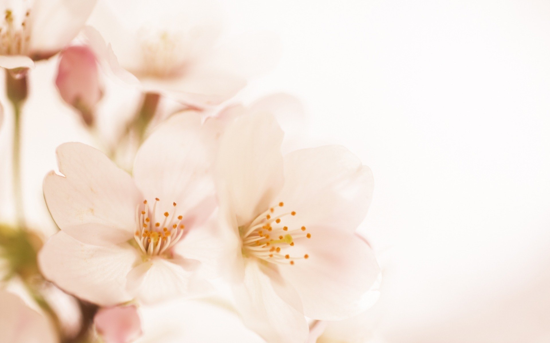 fleurs blanc fond