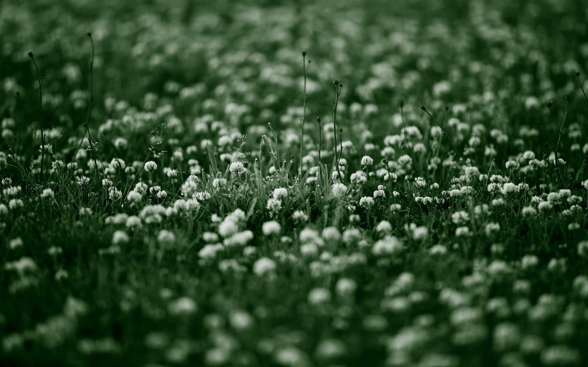 flores silvestres flores flor naturaleza hierba mañana rocío vegetación frescura