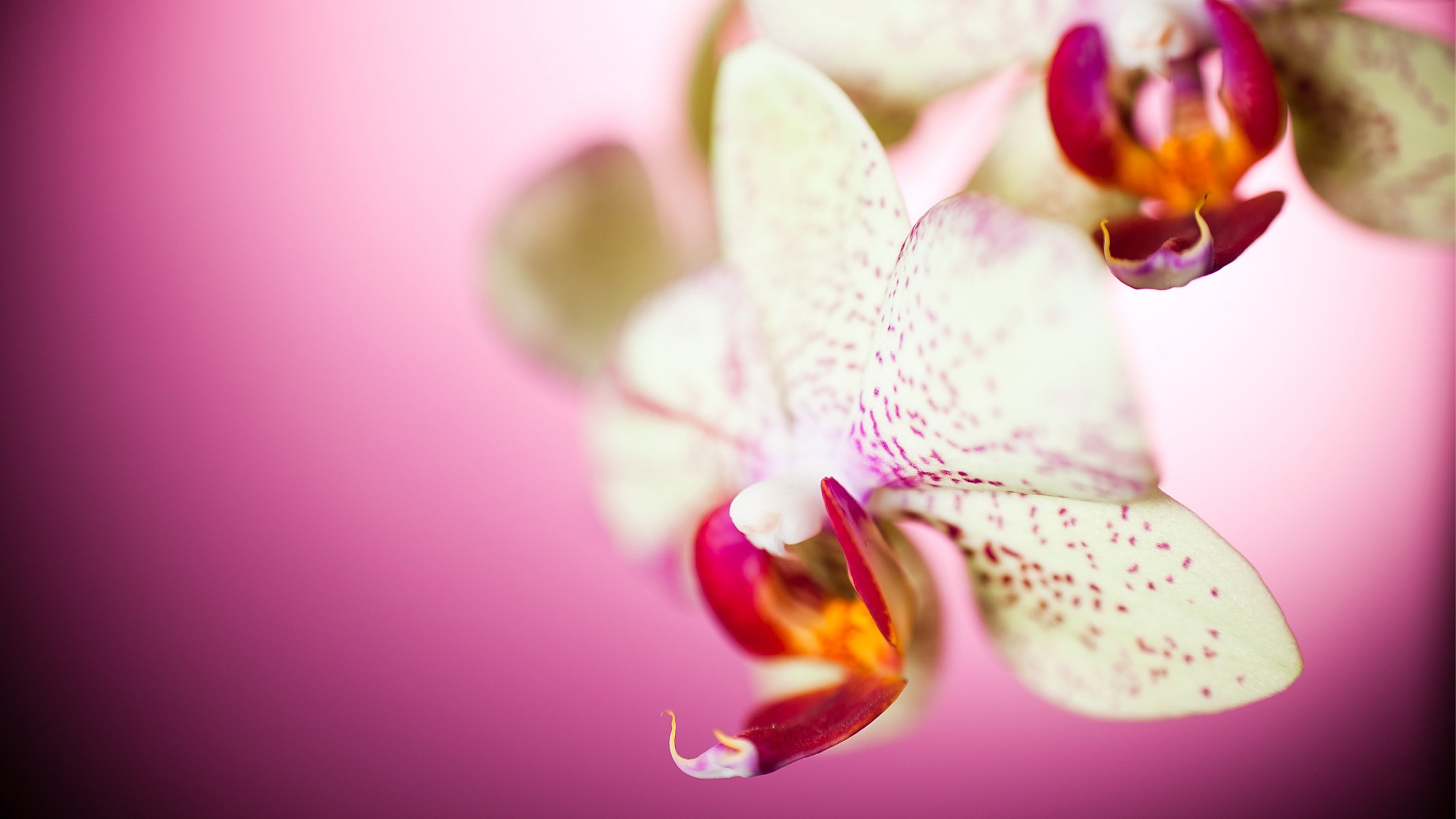 orchid close up petals flower