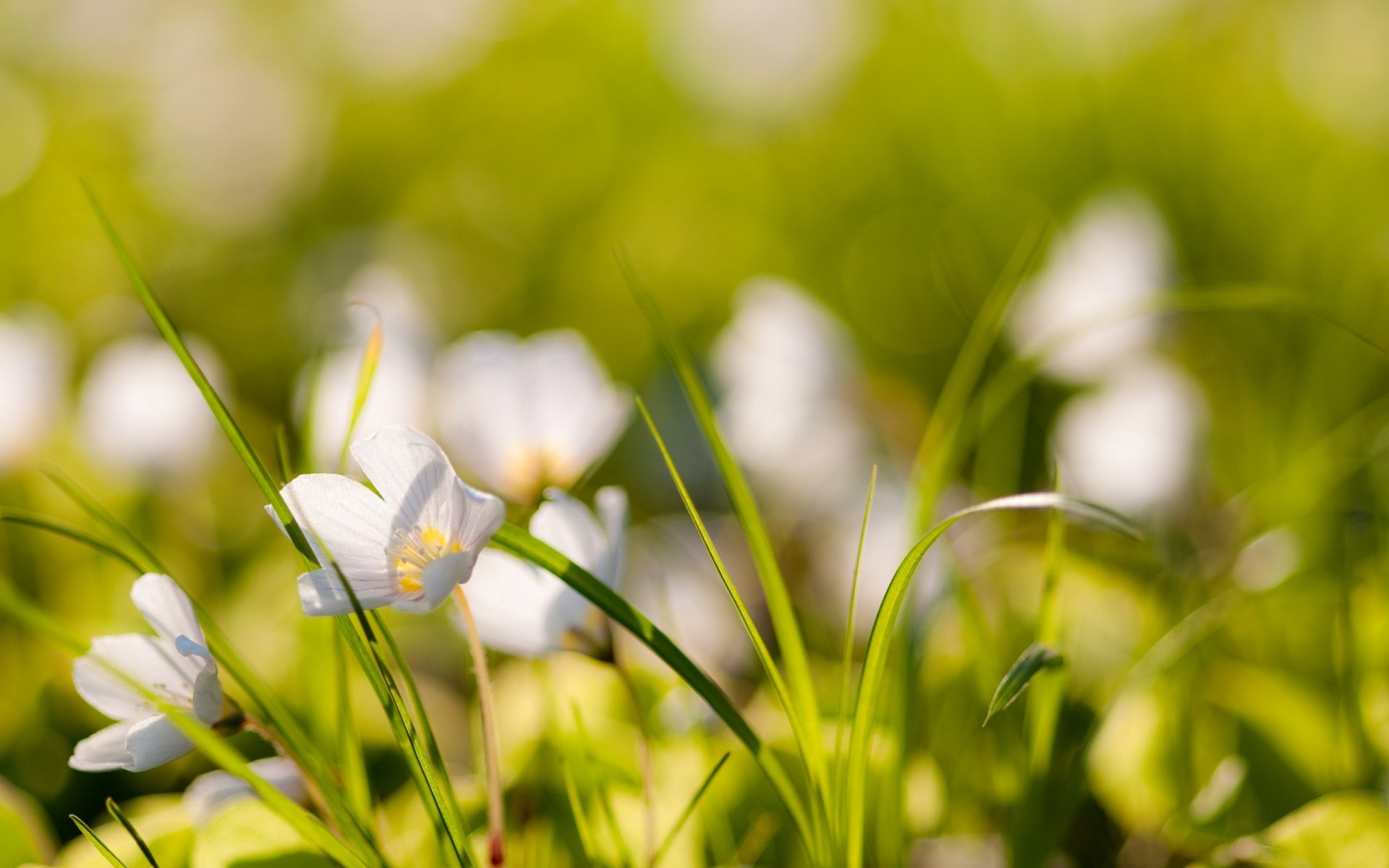 plantes nature herbe fleurs flou bokeh photo macro papier peint