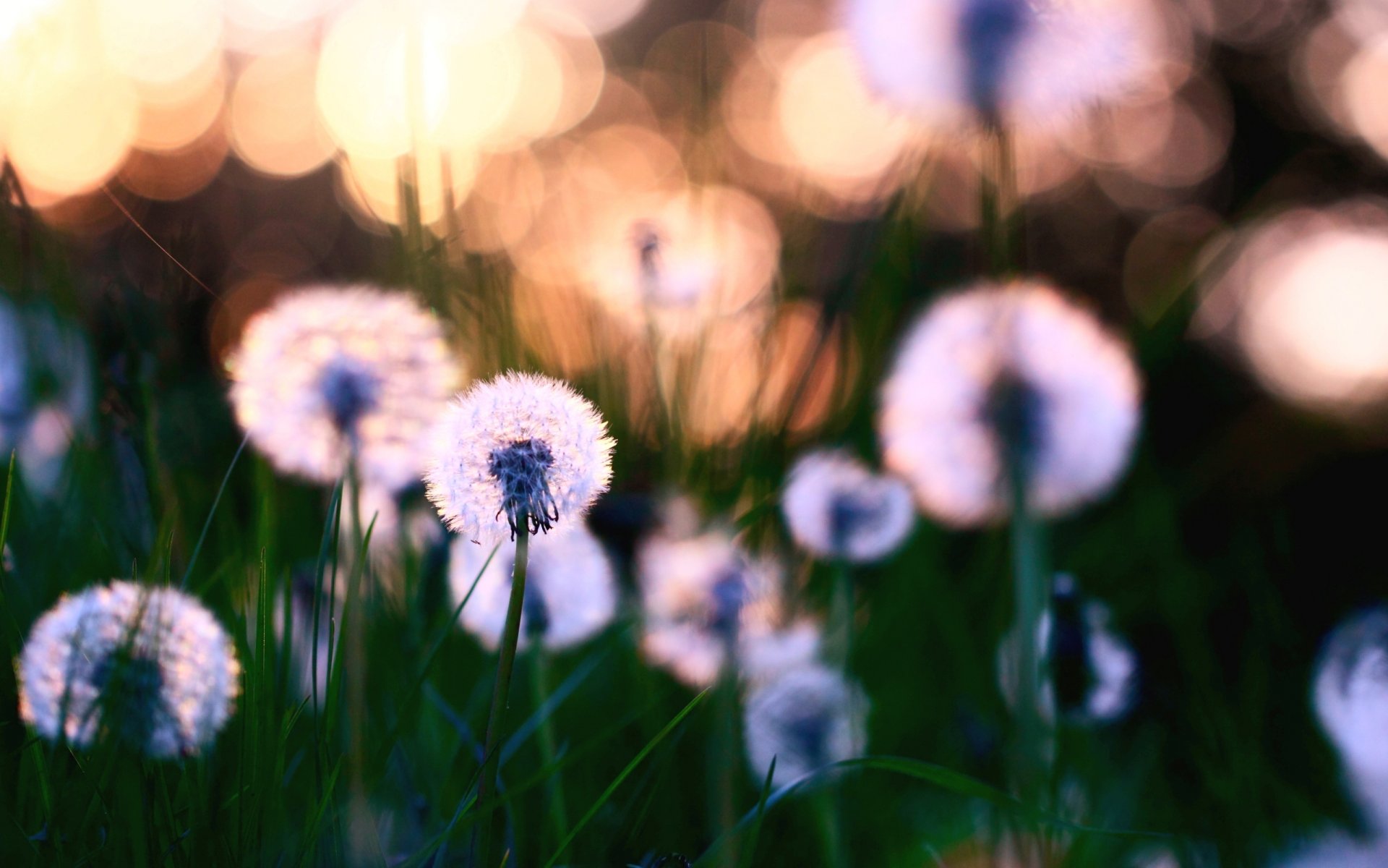 nature clearing grass leaves flowers dandelions flowering plants blurring background wallpaper