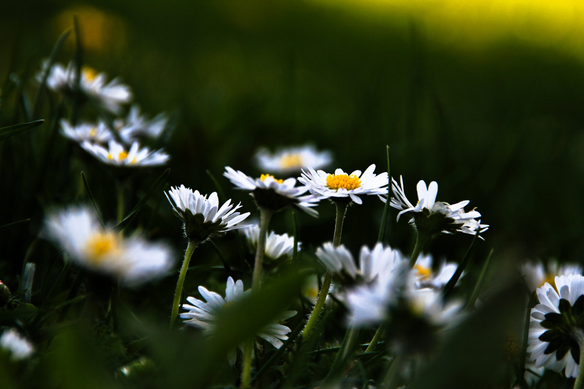 flower chamomile field plants grass bloom background wallpaper