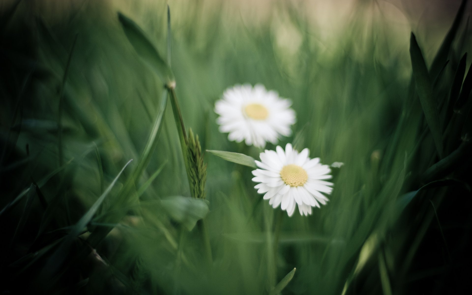 marguerites fleurs blanc pétales herbe verdure flou gros plan