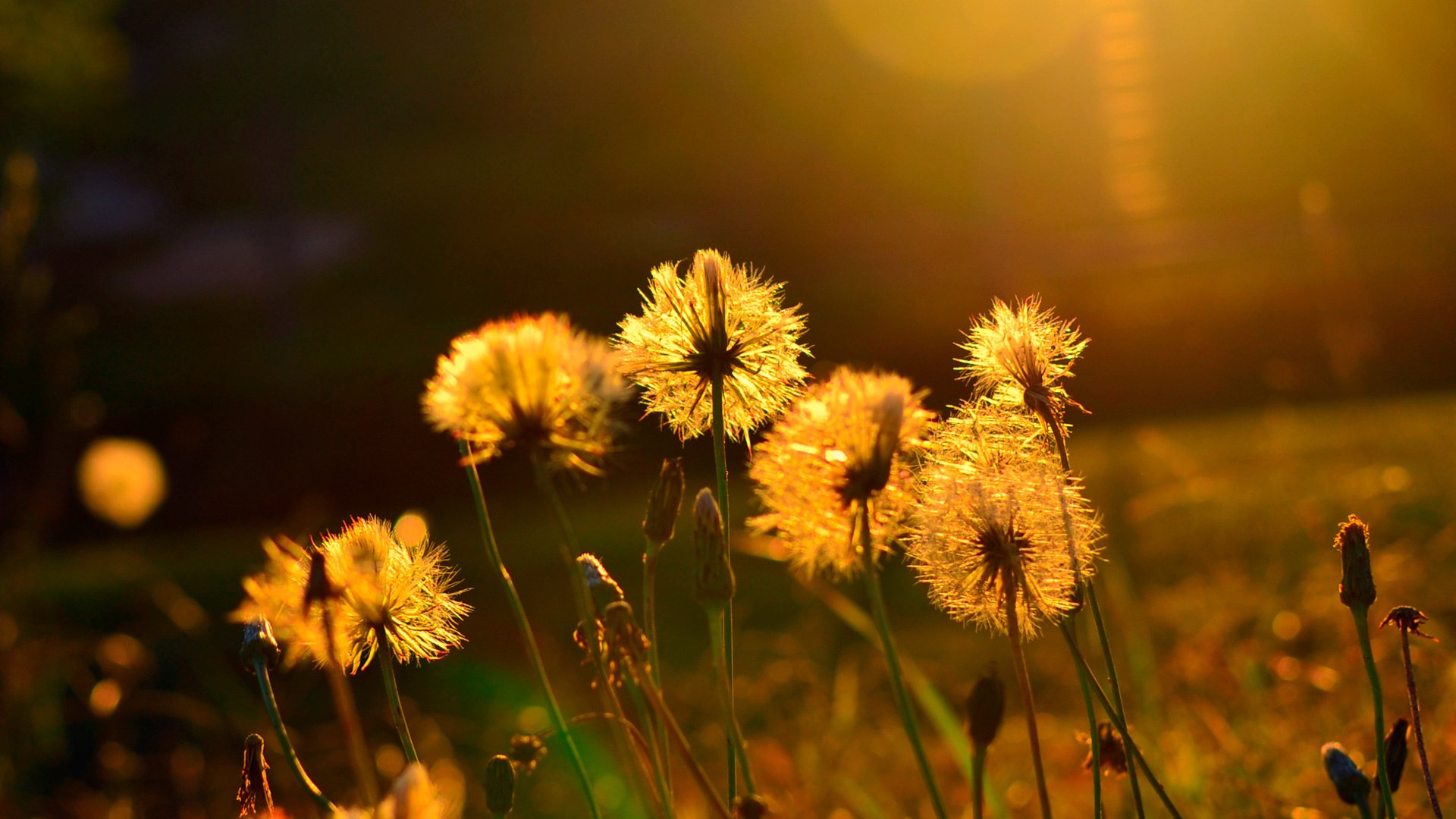 sommer sonne hitze blumen makro stimmung