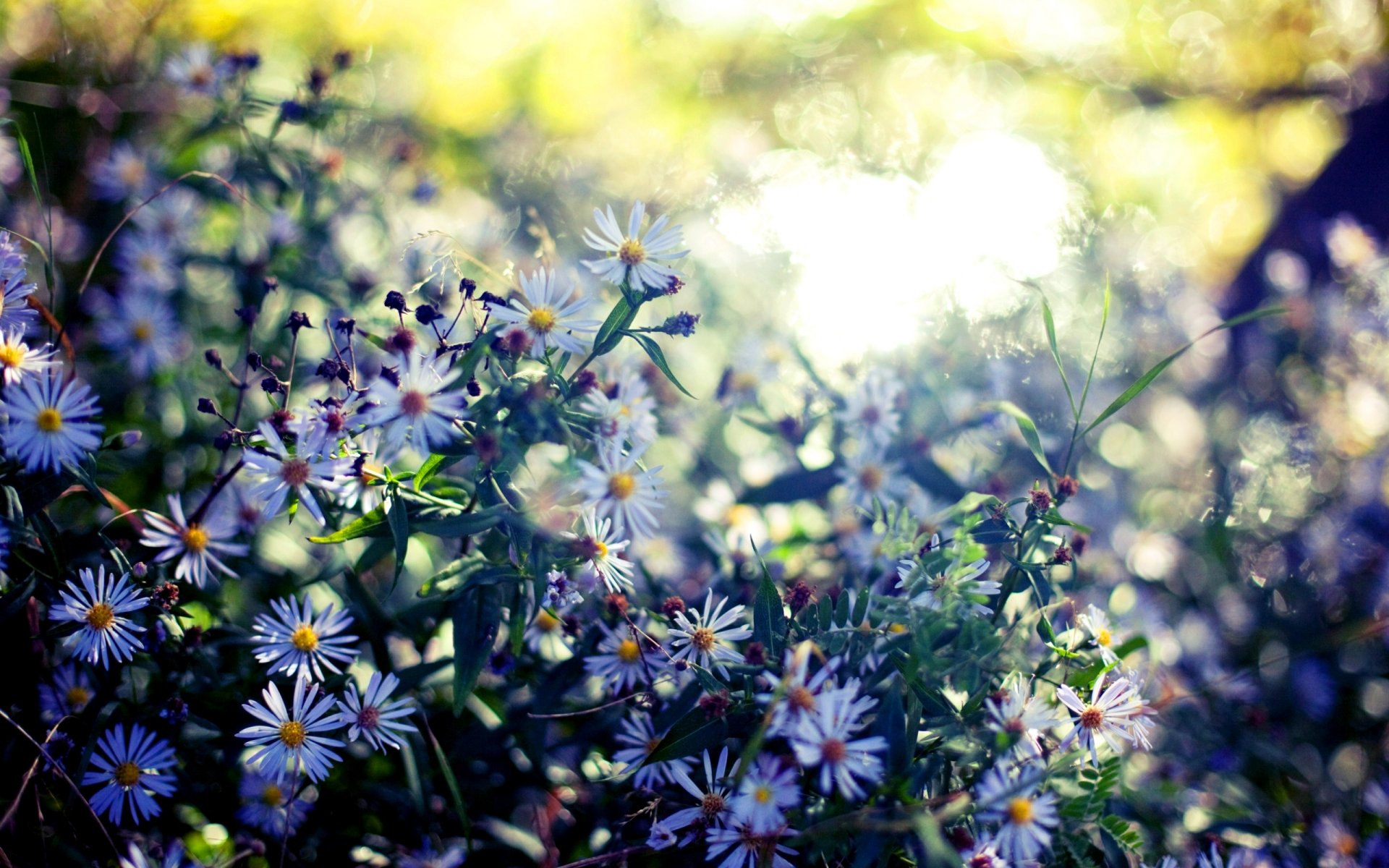 natur pflanzen blätter blumen farben blüte sommer bokeh unschärfe hintergrund tapete