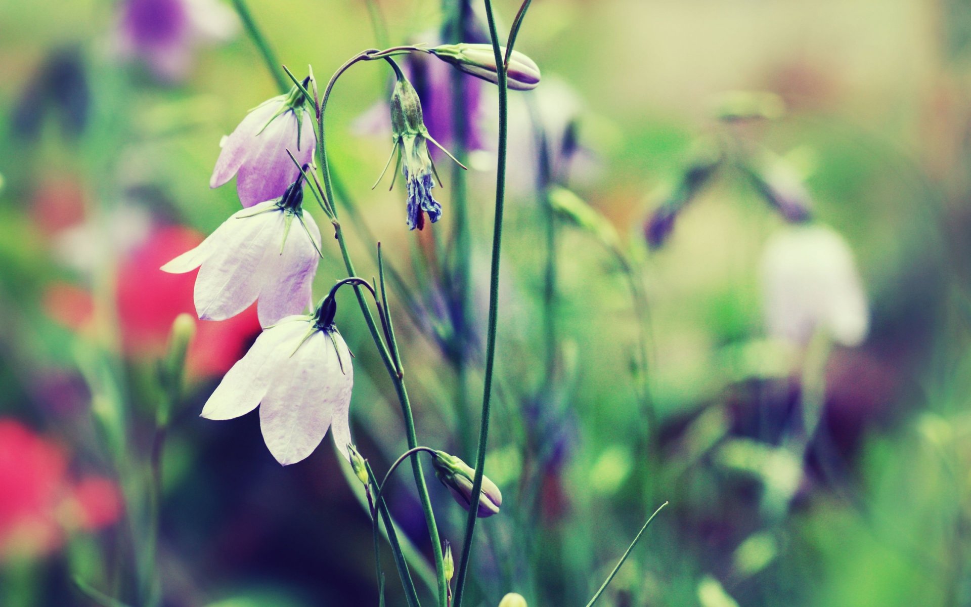 bells flowers plants grass color colors blurriness macro nature