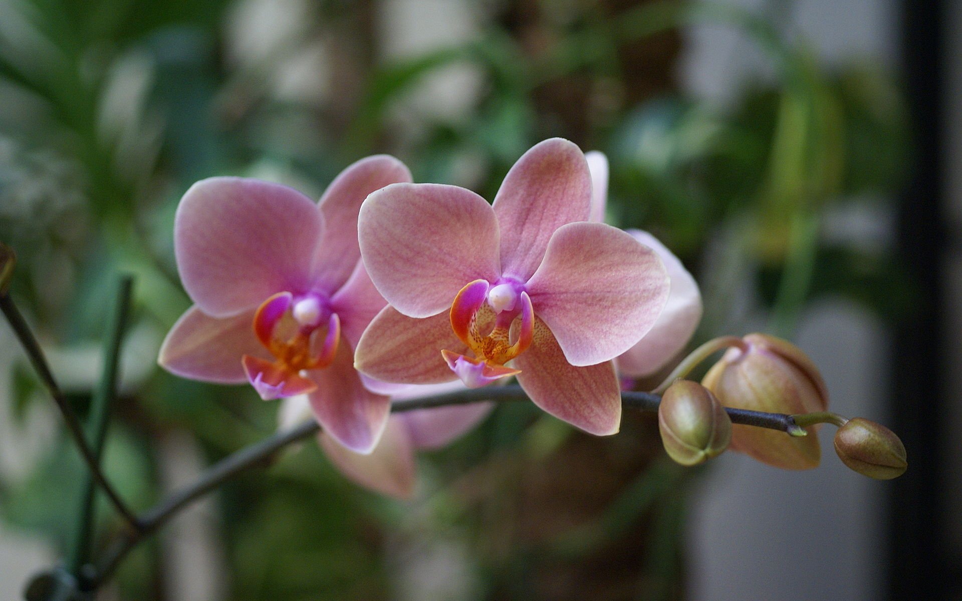 orchidea różowy kwiat piękne tapety kwiaty egzotyczne phalaenopsis różowy piękno