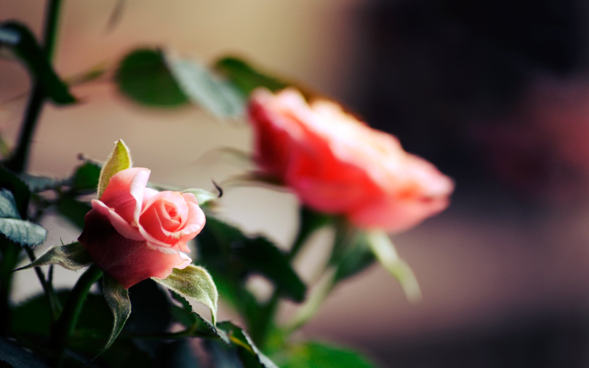 flowers flower flowering petals stems roses rose